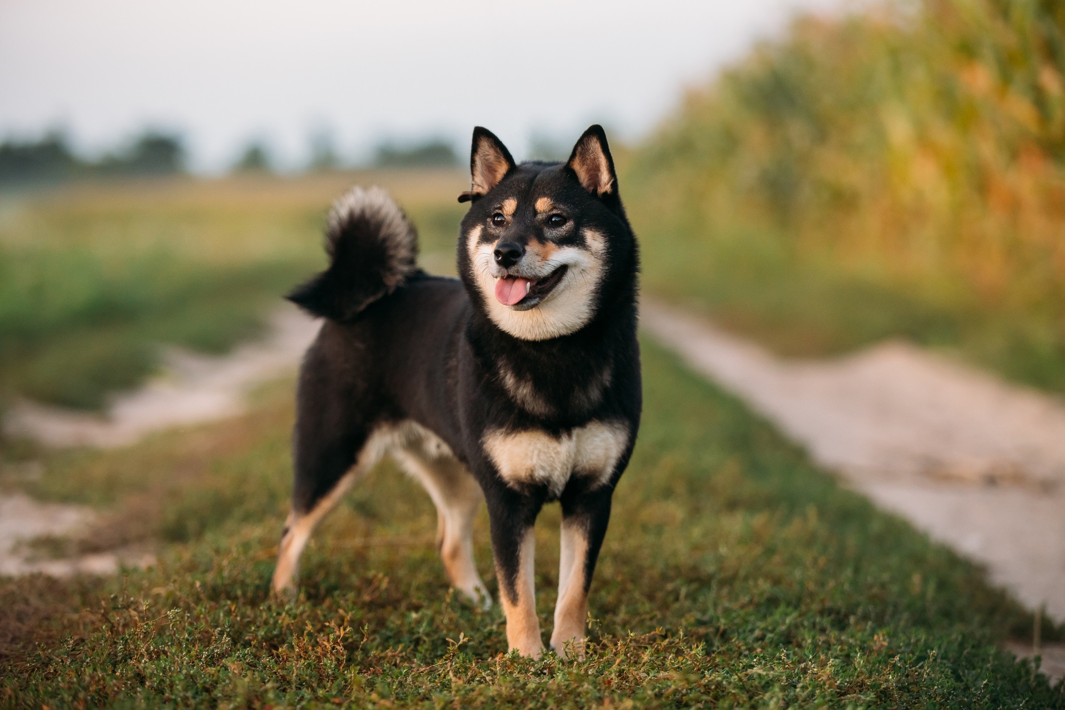 black and tan shiba inu standing in a field outside 
