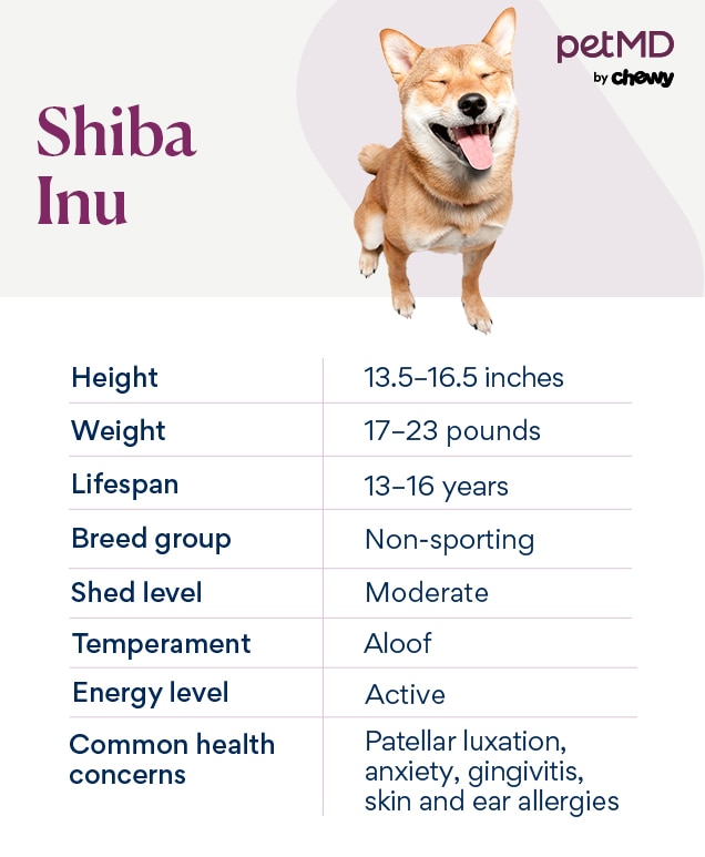 chart detailing shiba inu traits