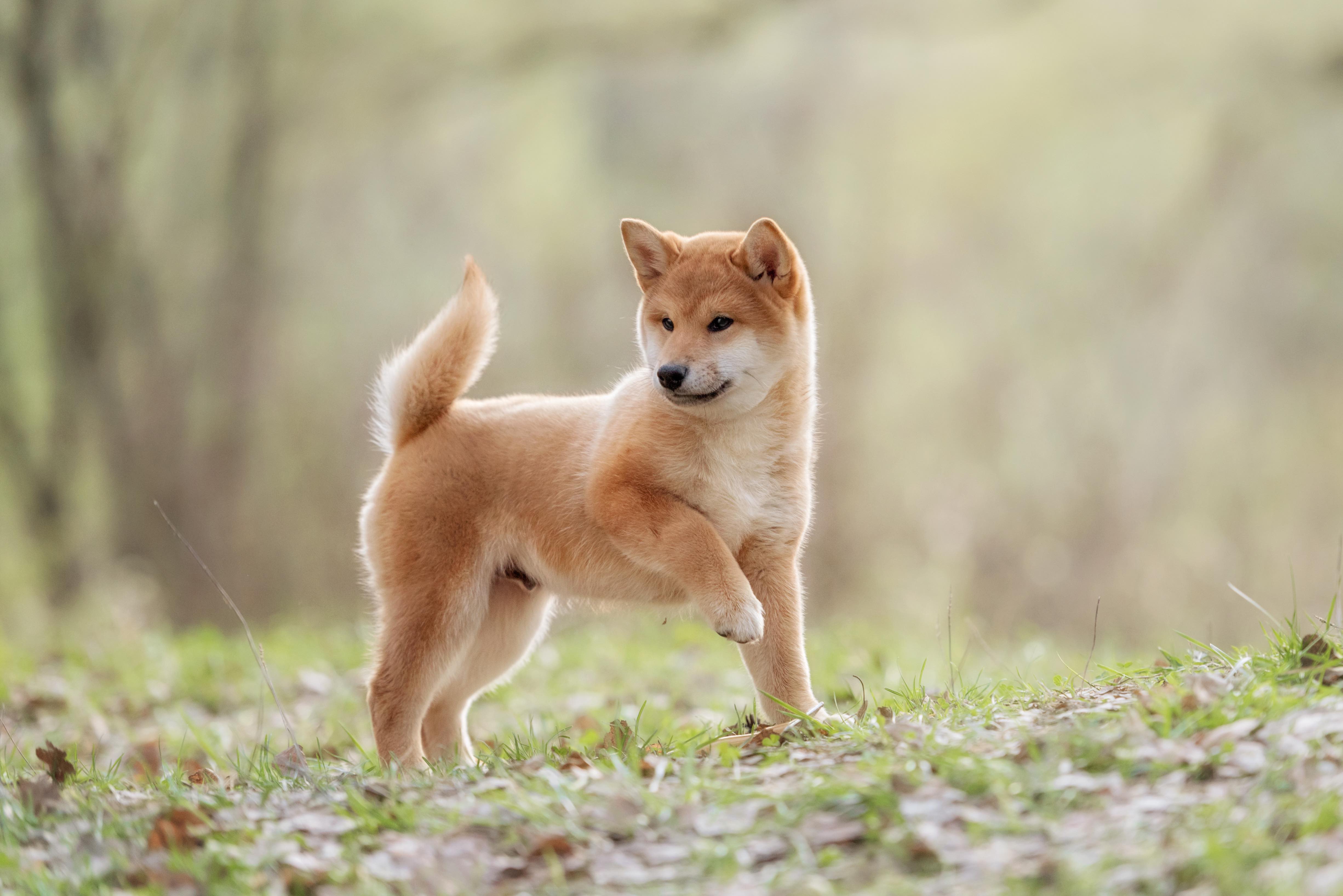 Small dogs with least health issues shops