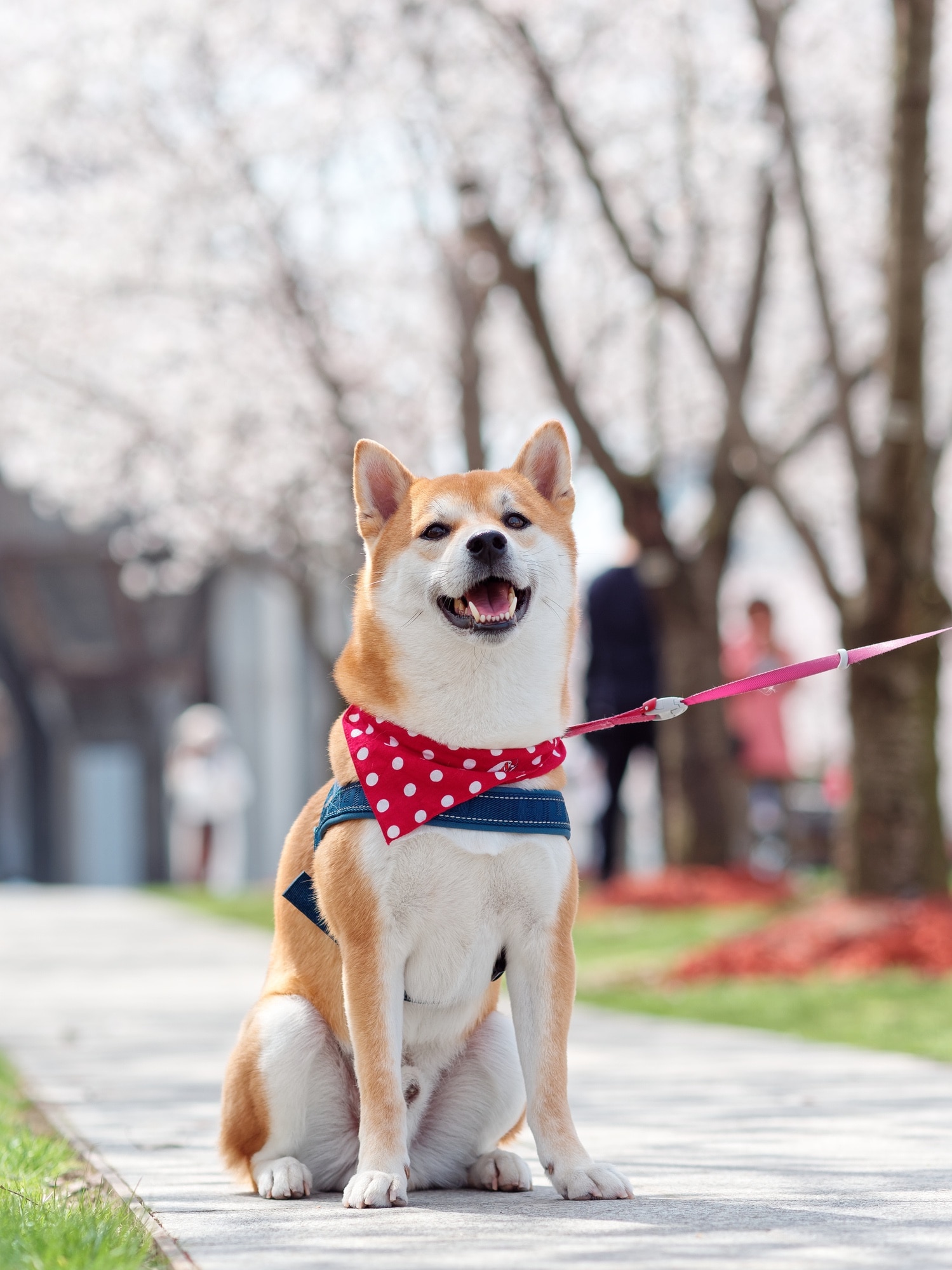 Red Shiba inu portant un bandana sur a promenade 