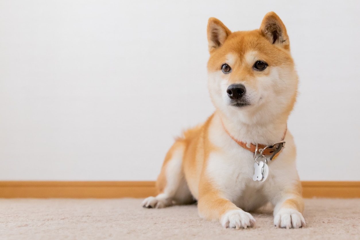 red shiba inu dog lying down