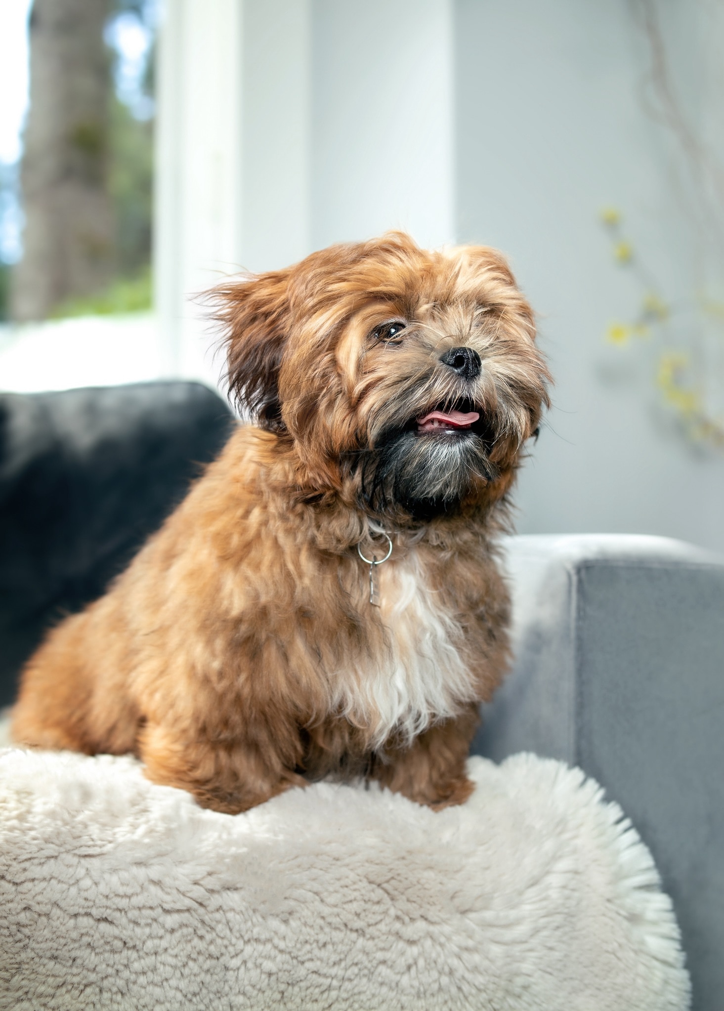 brown shichon sitting on a couch