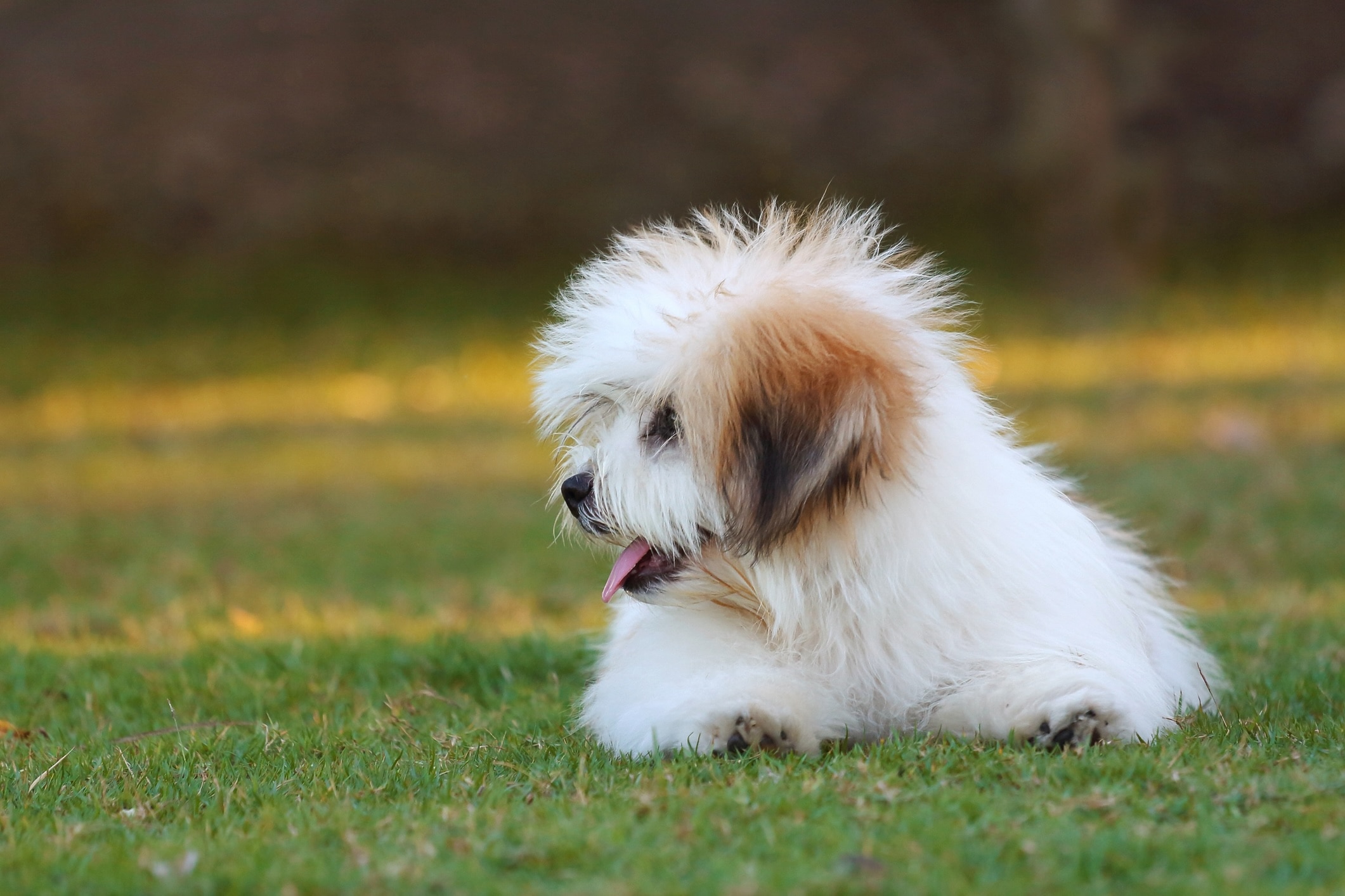 frizzy-haired white shichon dog lying in grass and looking off to the side