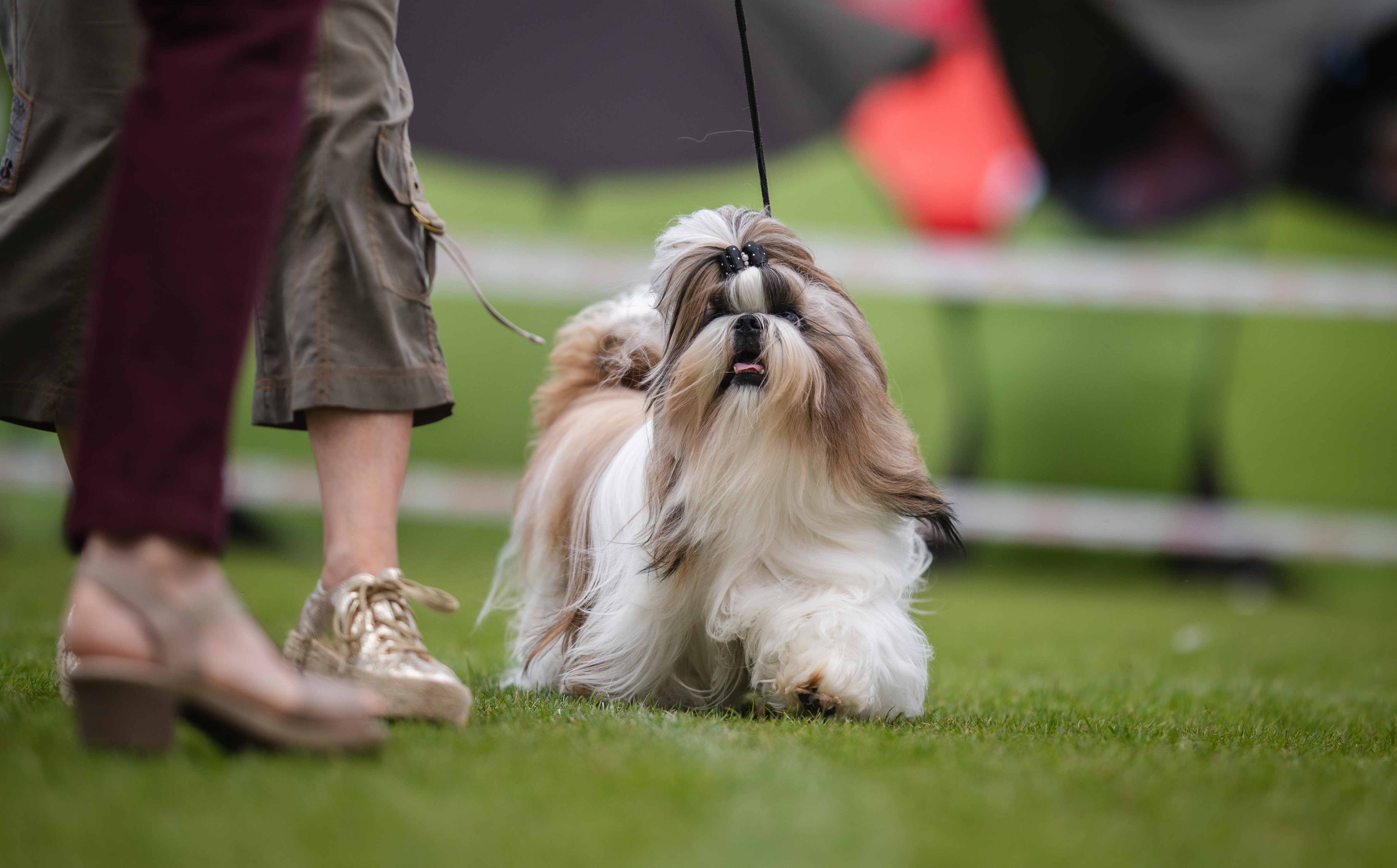 longhaired shih tzu terrier at a dog show