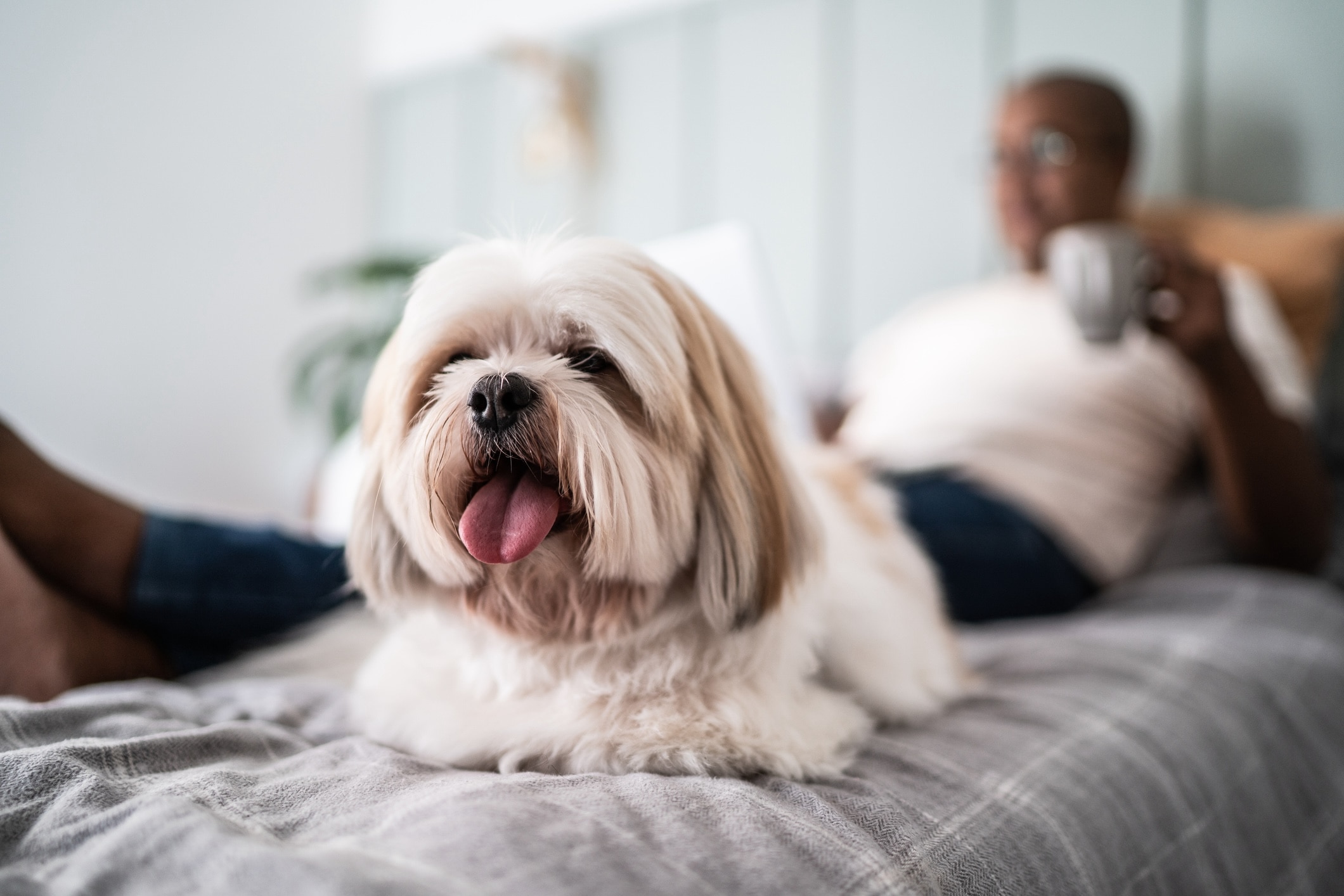 cream-colored shih tzu lying on a bed with his pet parent behind him, shallow focus
