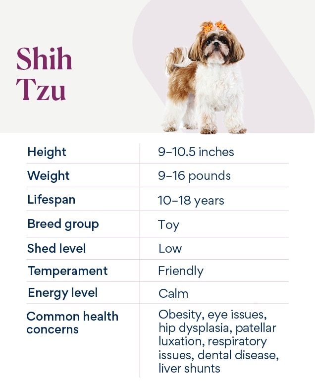 chart depicting shih tzu traits