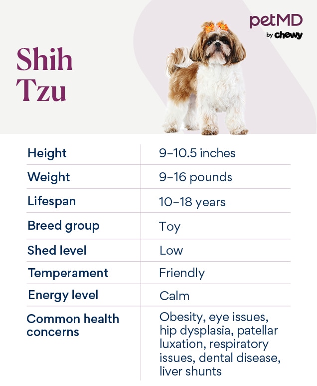 chart depicting shih tzu traits