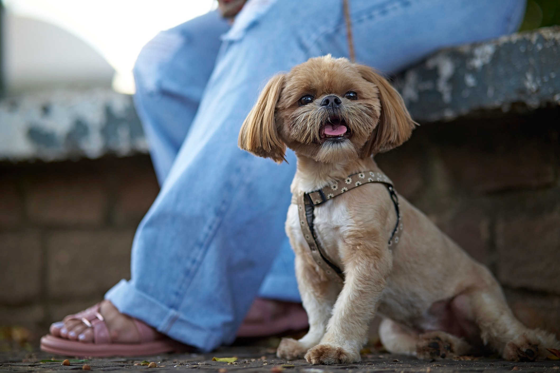 A Shih Tzu with short hair on a walk.