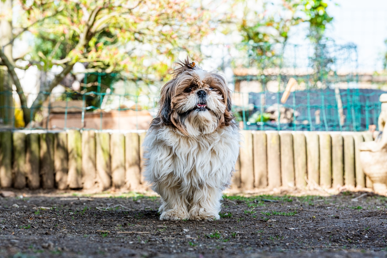 brown and white shih tzu standing outside