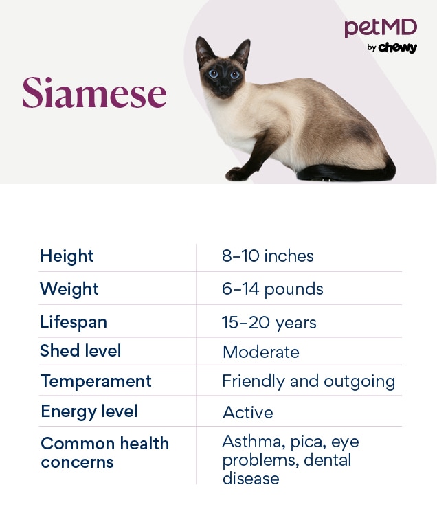 chart depicting siamese cat traits
