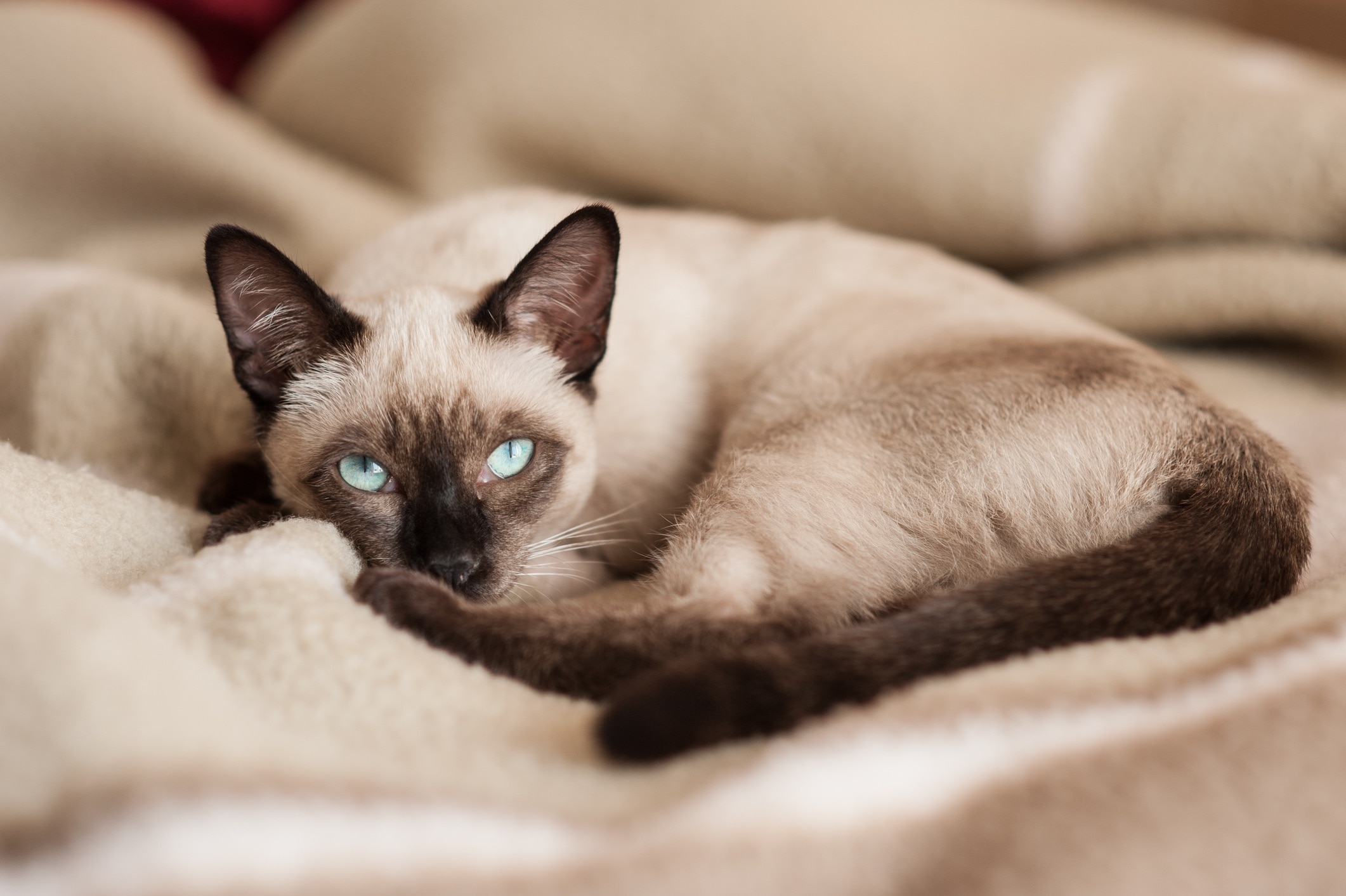 siamese cat curled up on a beige blanket