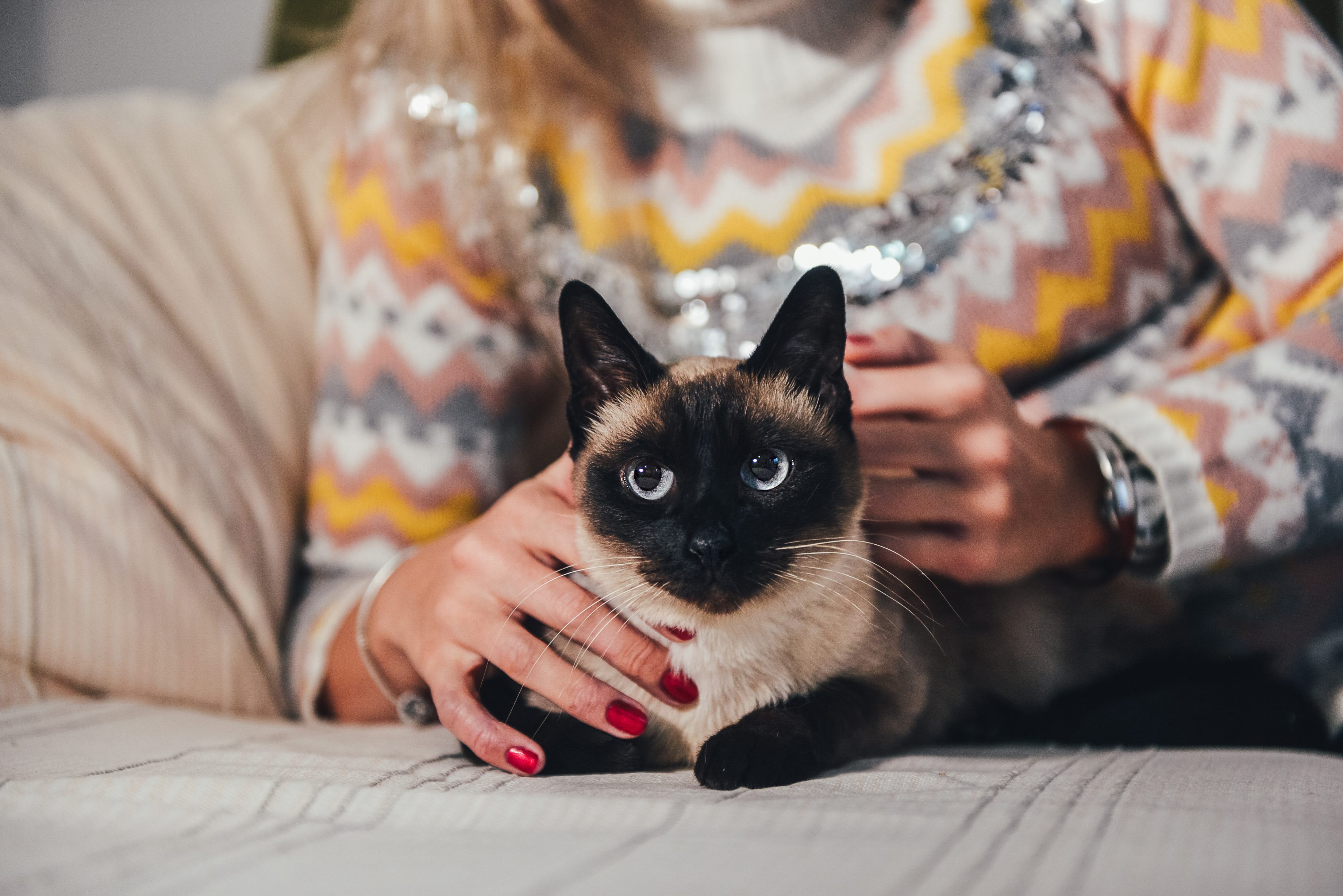 woman petting a siamese cat on a couch