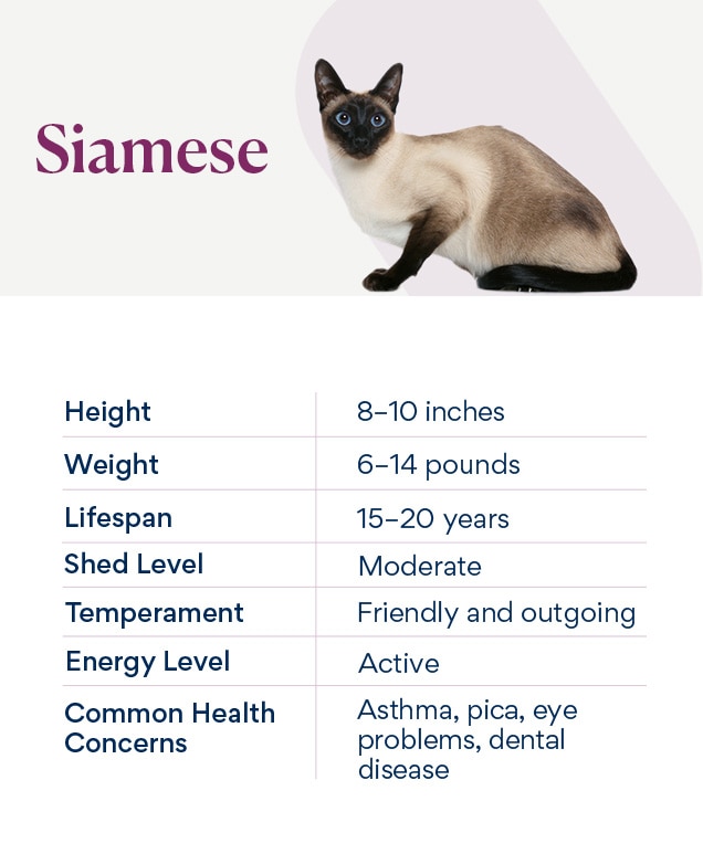 chart depicting siamese cat traits