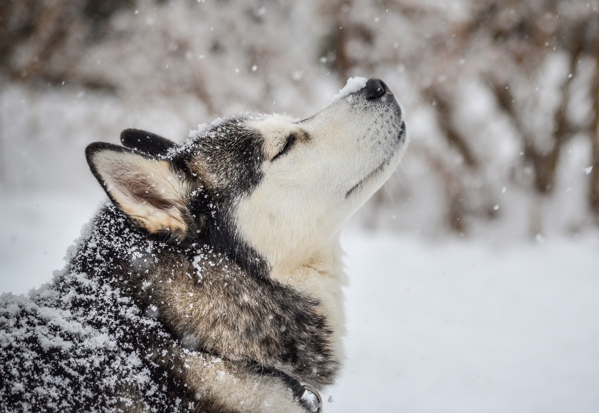 Profile Shot d'un husky sibère avec une neige sur son nez