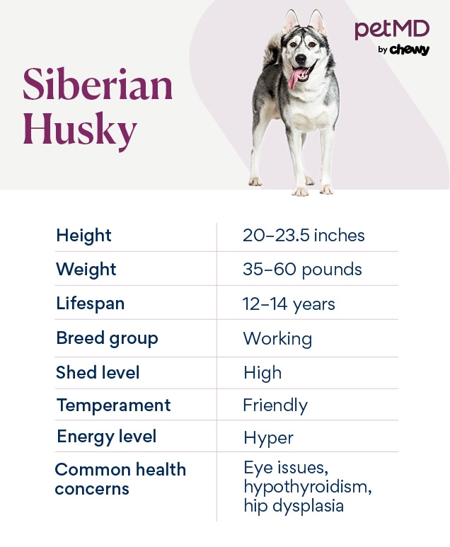 Siberian Husky Dog Breed Health and Care PetMD