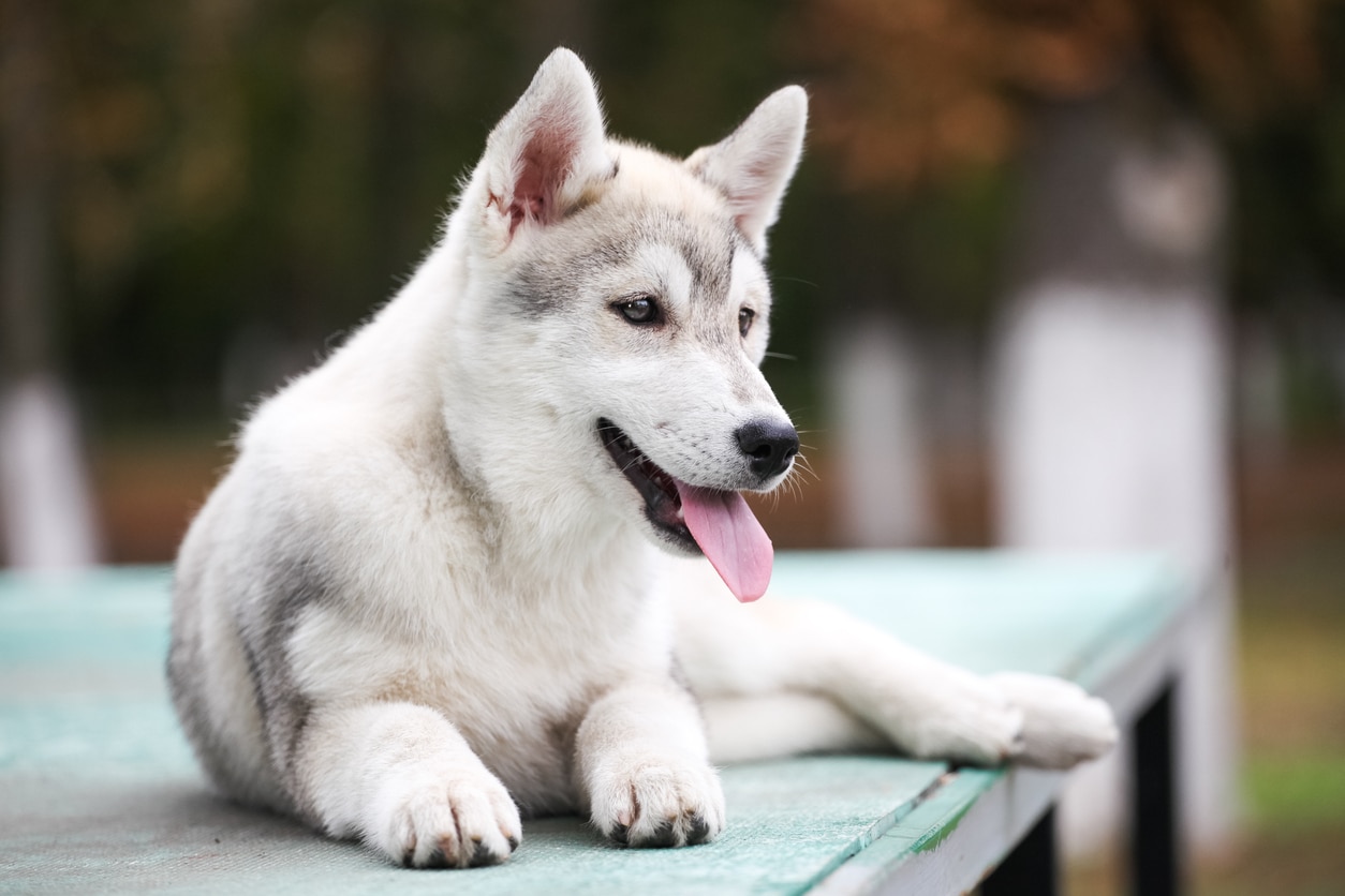 Small dogs store with good health