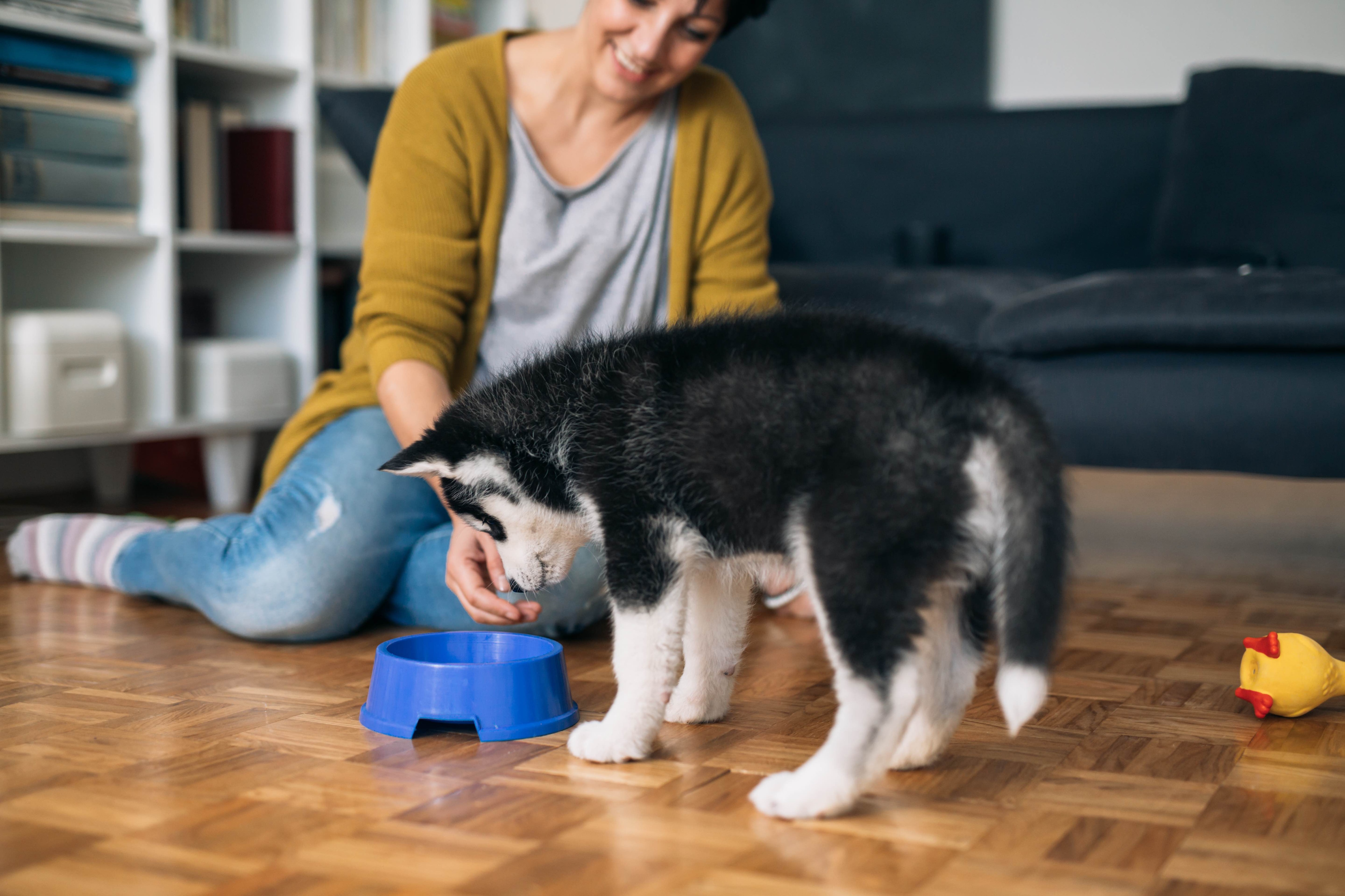 black and white siberian husky puppy looking down into a food bowl