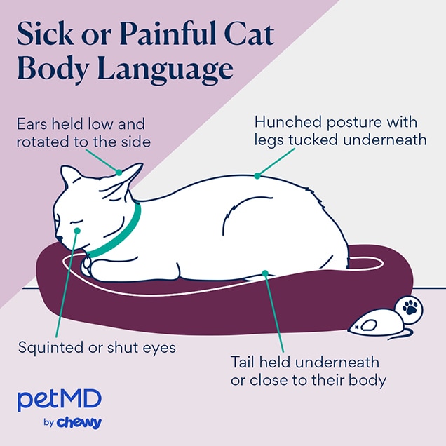 illustration of a cat's sick or in pain body language