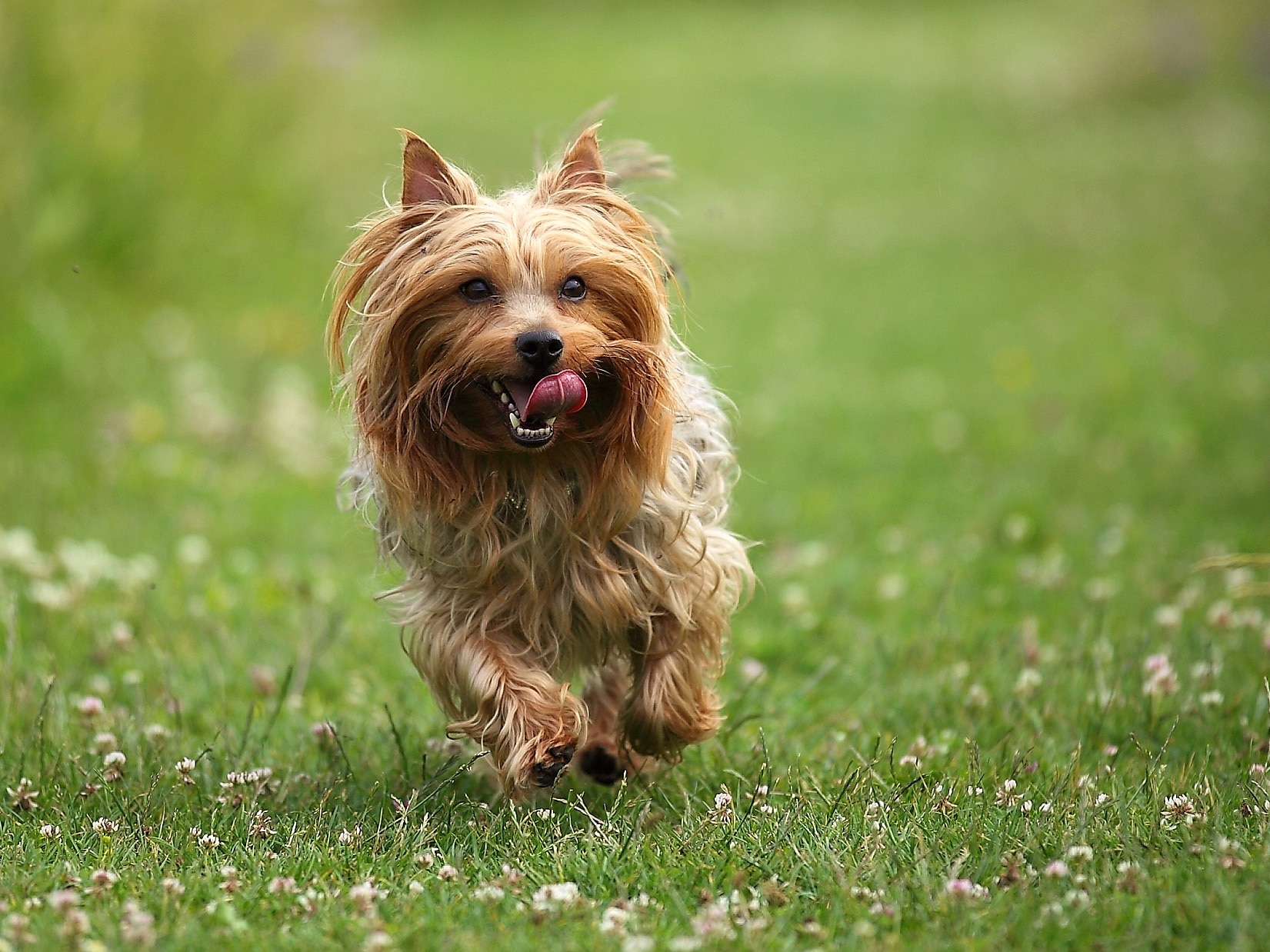 silky terrier running through grass