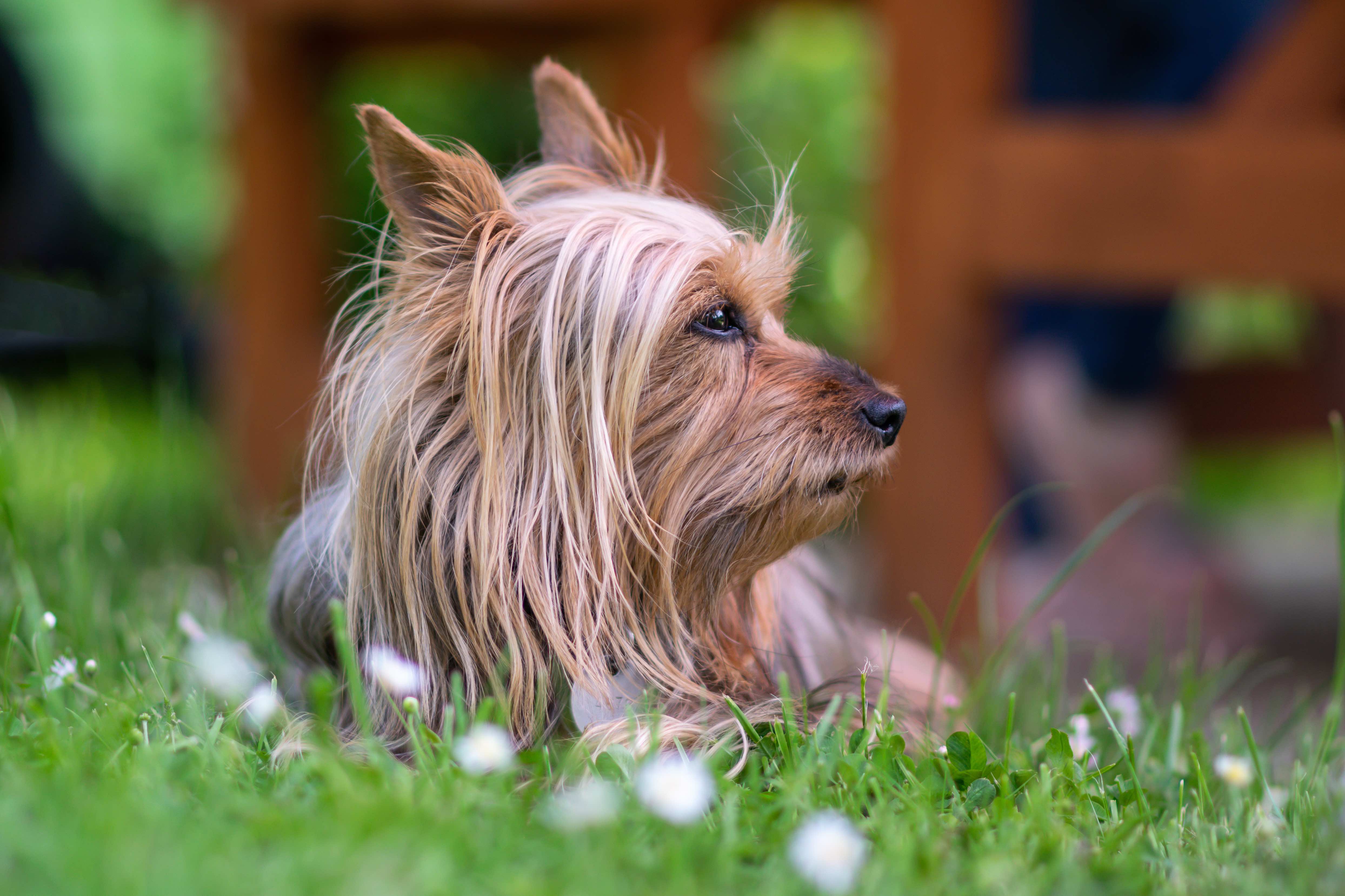 silky terrier lying in grass and looking to the side