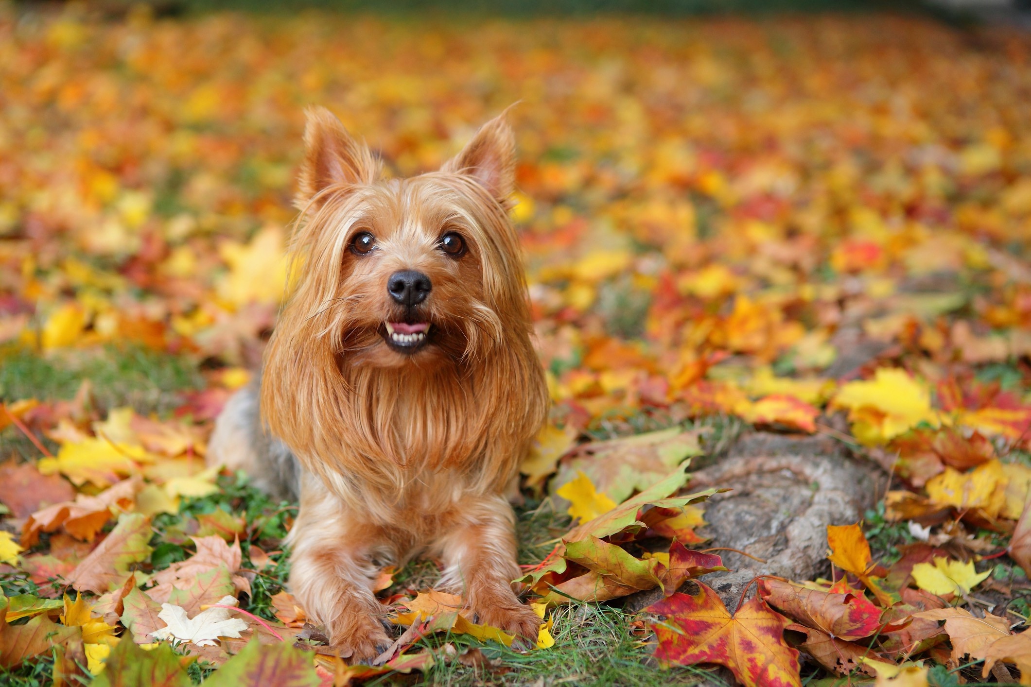 silky terrier lying among autumn leaves