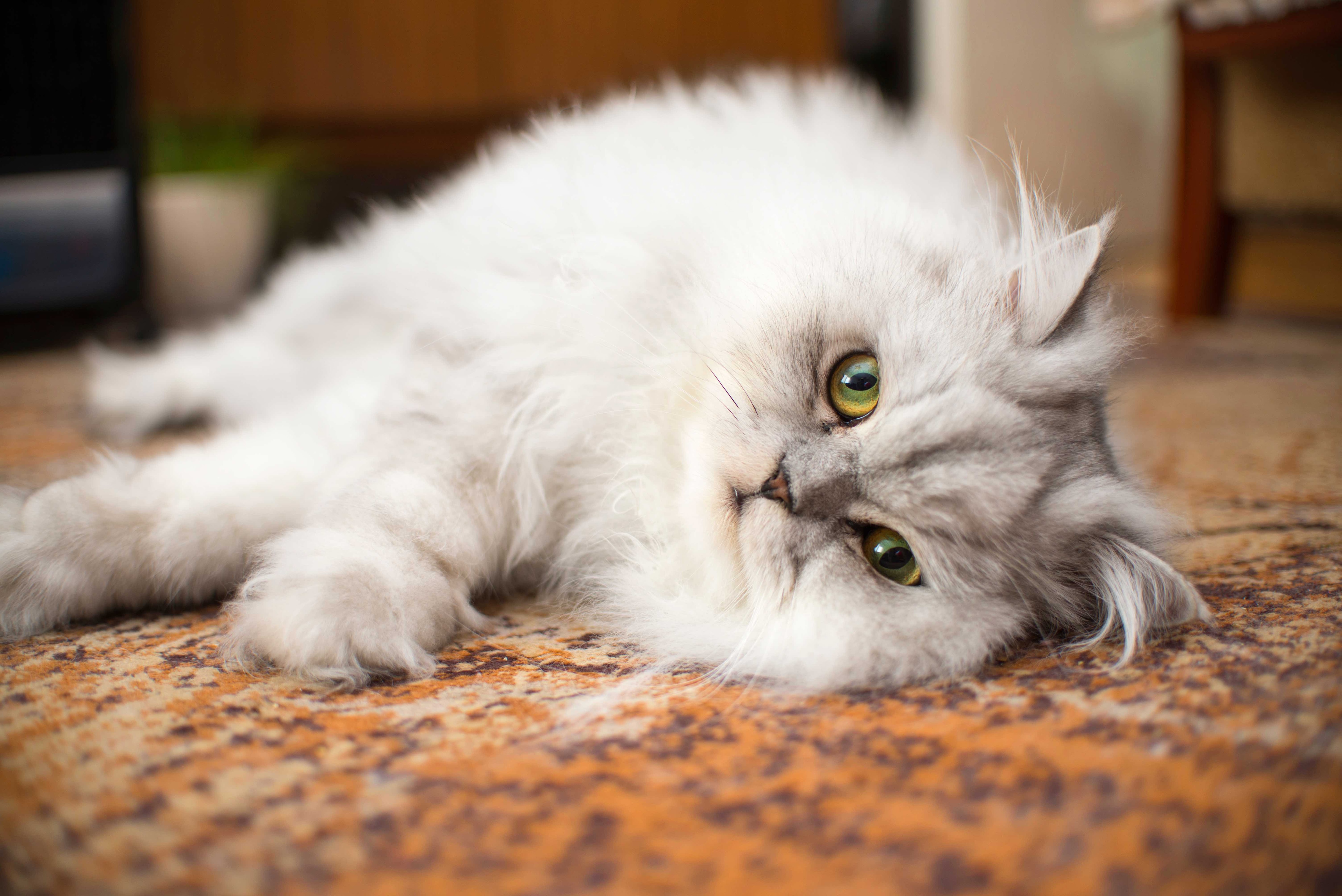 silver persian cat lying on a rug