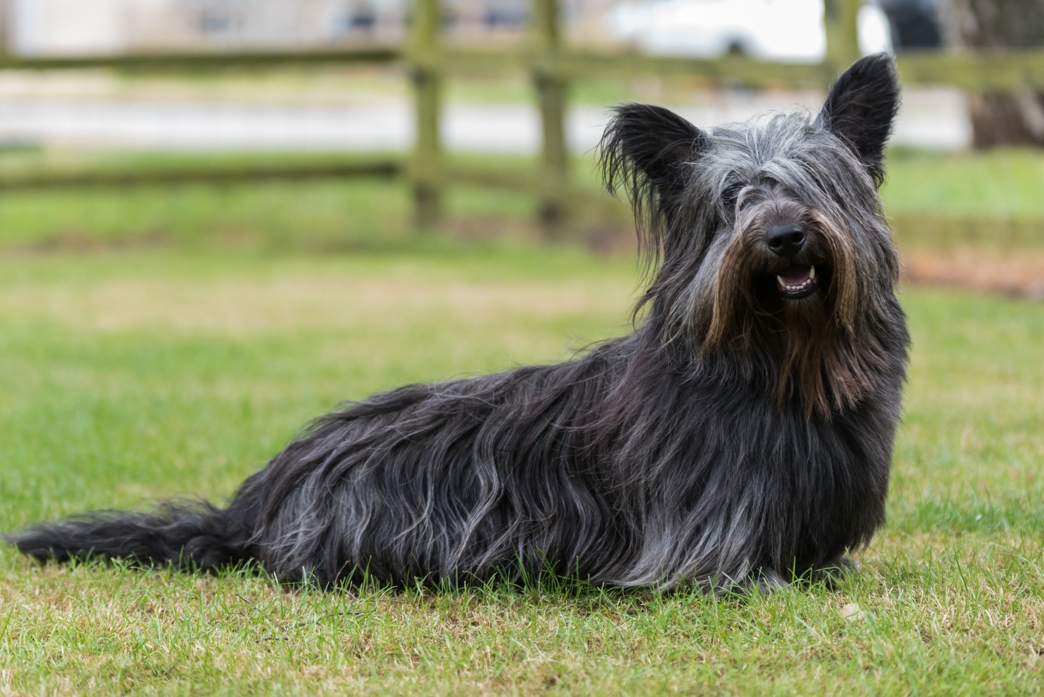 black skye terrier sitting in grass and looking at the camera with long fur covering its eyes