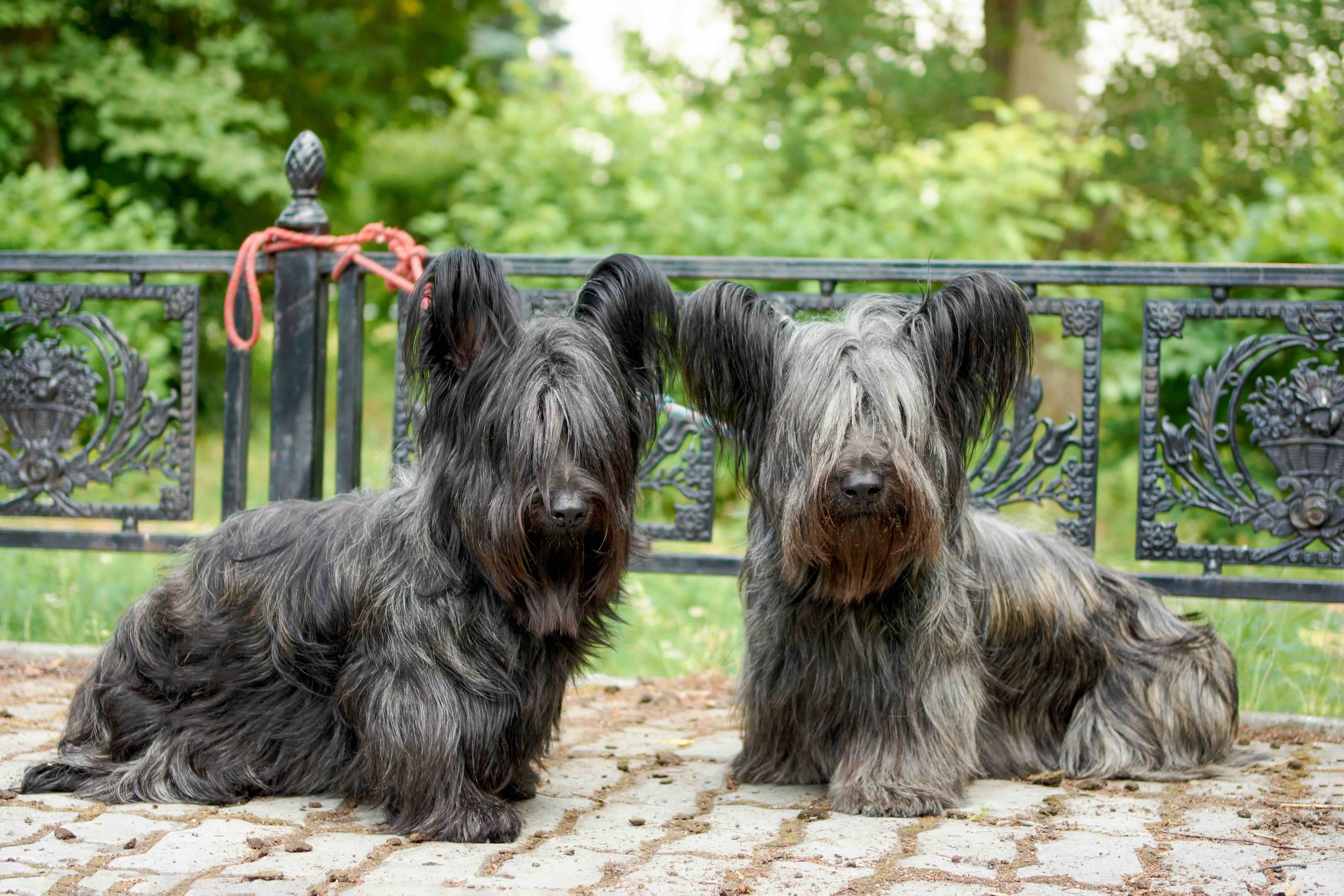 two skye terriers sitting on a city street with their leashes tied to an iron fence