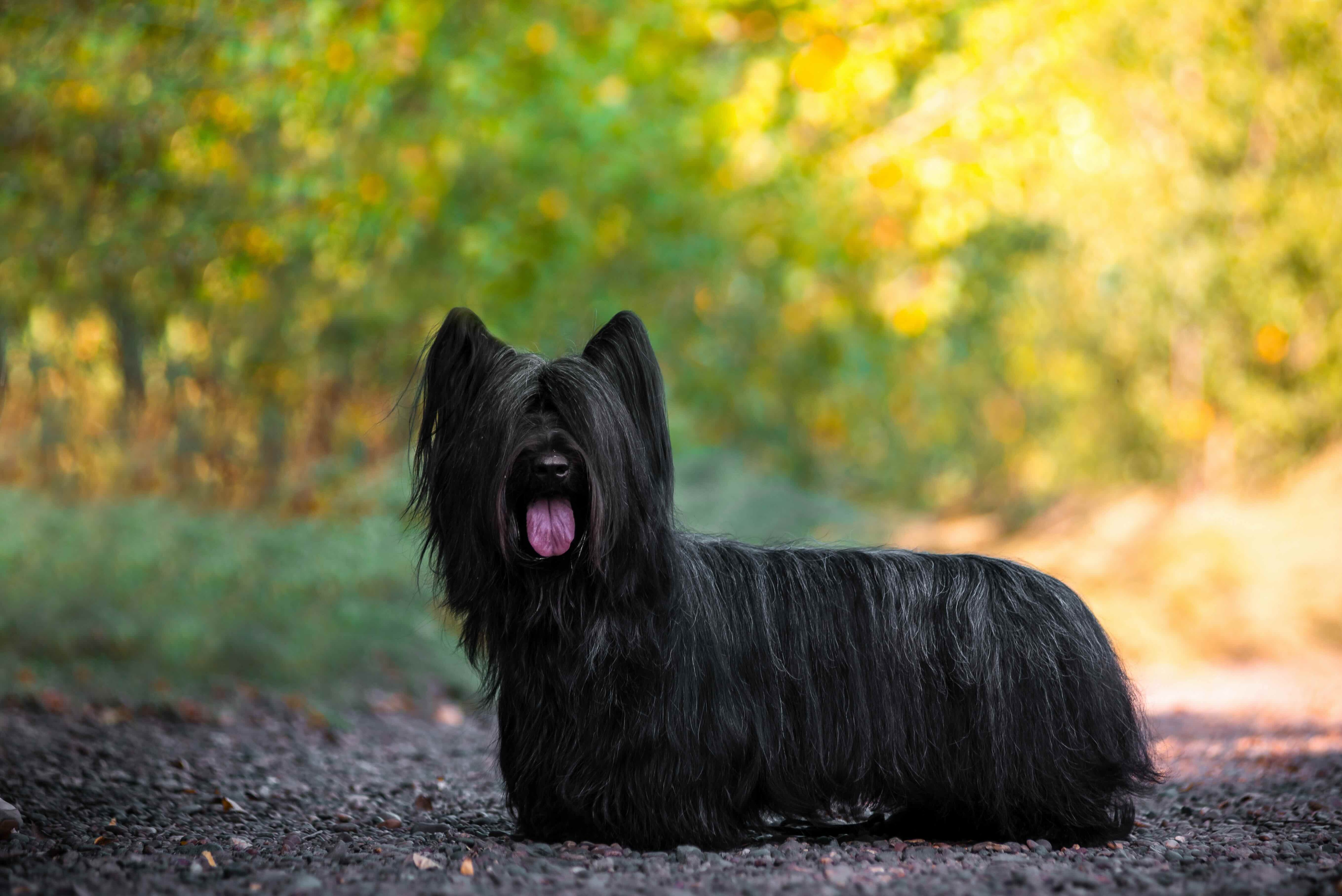 black longhaired skye terrier standing outside