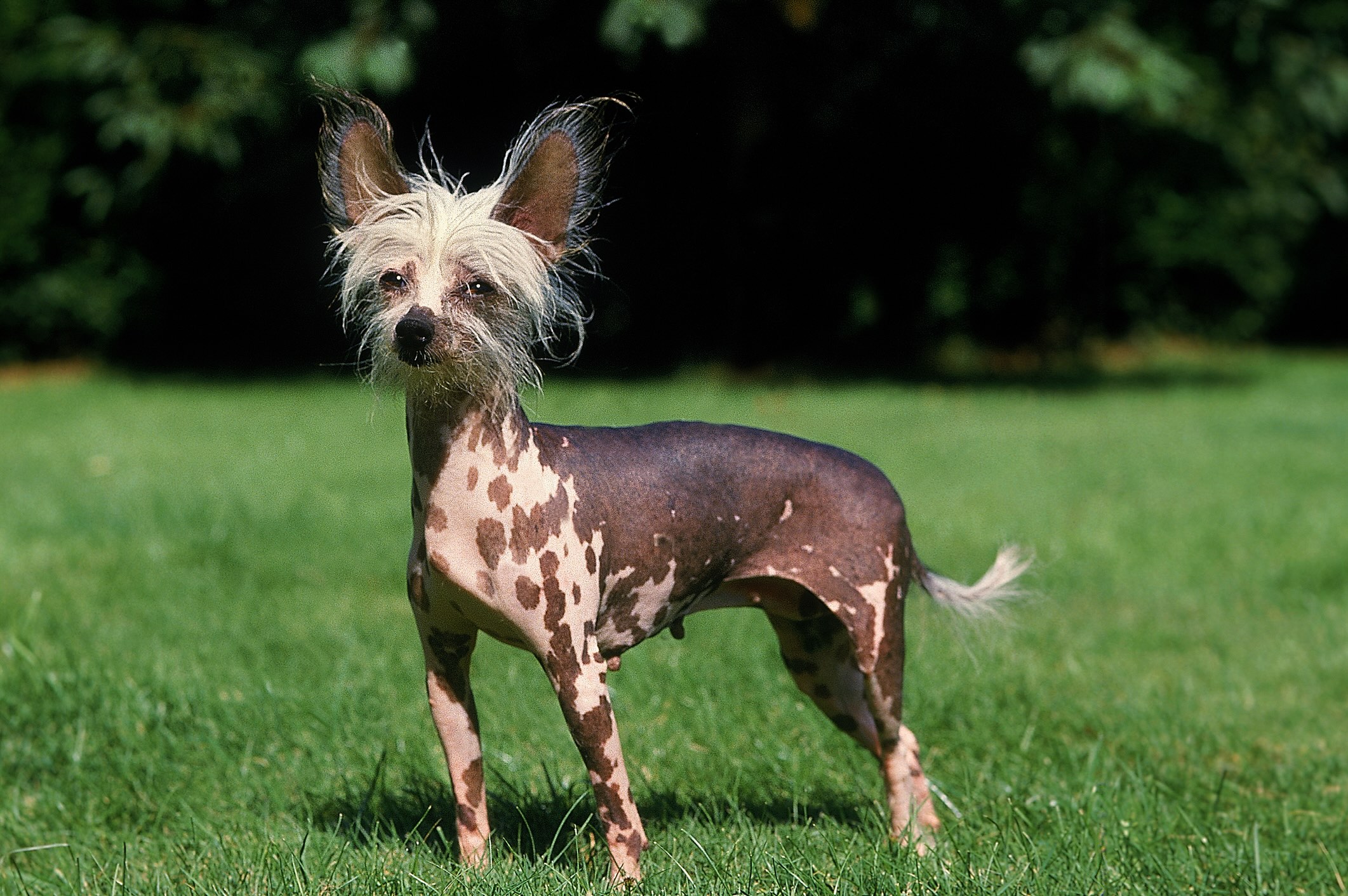 speckled chinese crested standing in grass