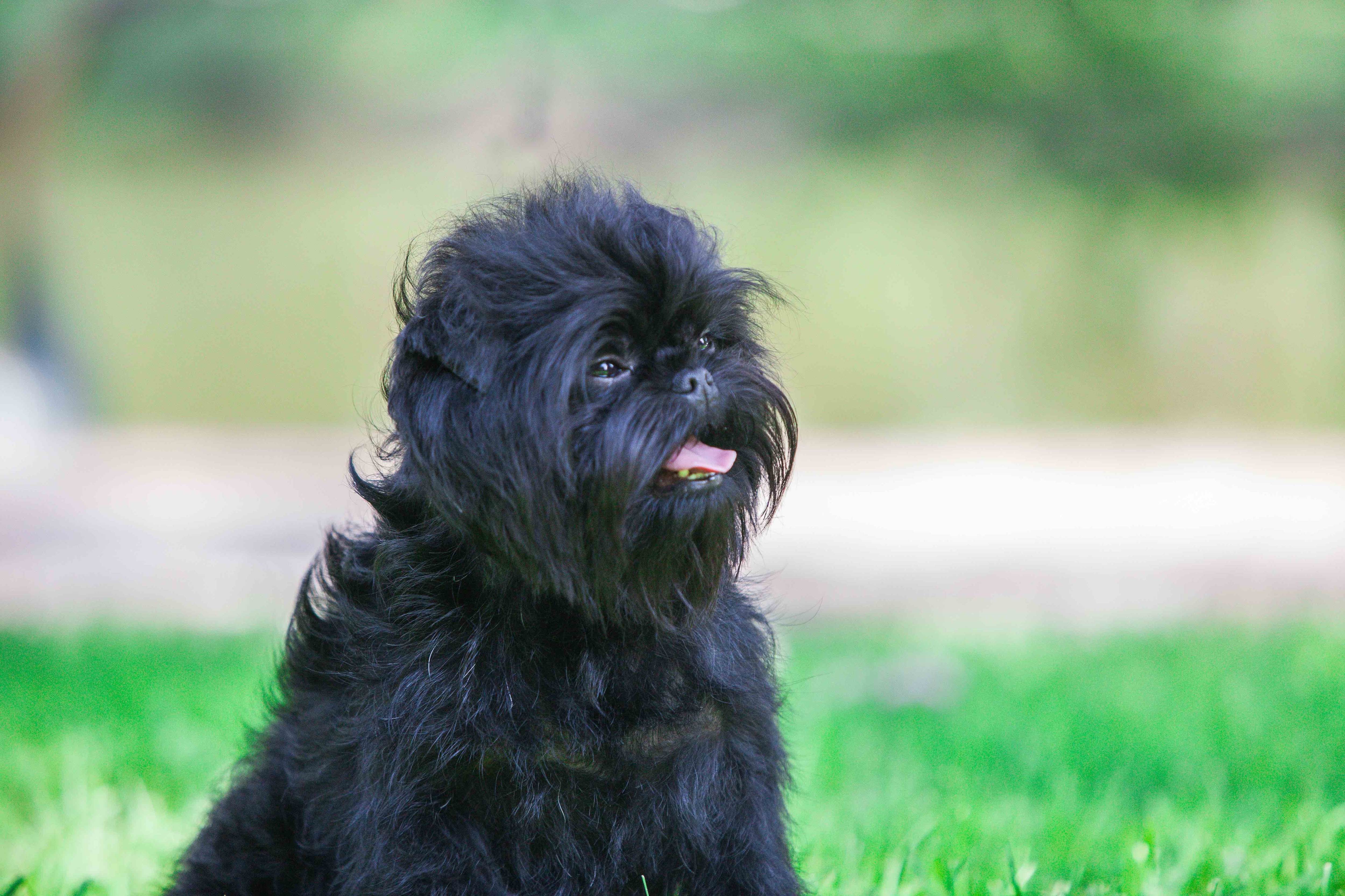 small black affenpinscher dog sitting outside