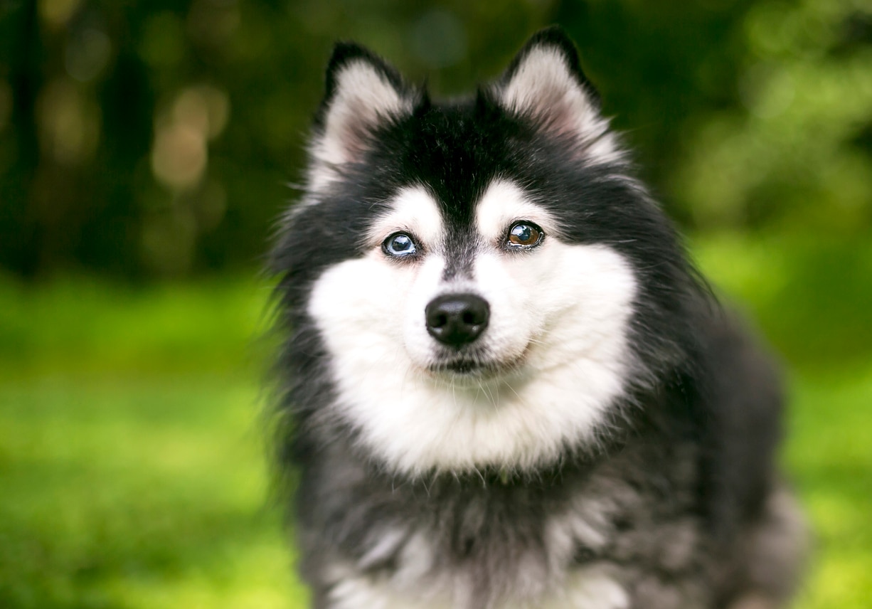 small black and white fluffy alaskan klee kai with one blue eye and one brown eye