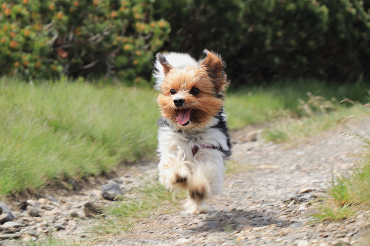 small biewer terrier happily running down a trail