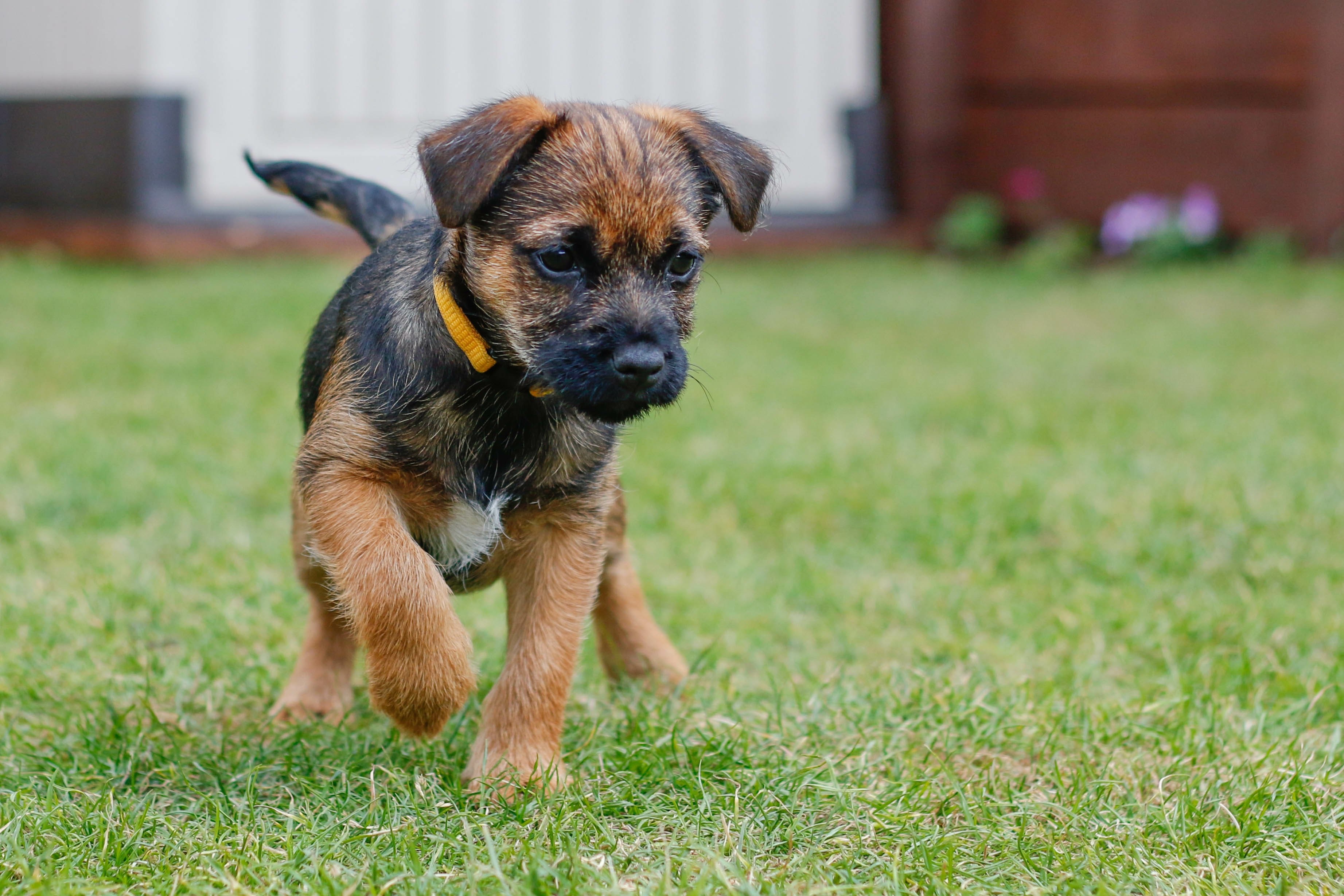 border terrier puppy playing in grass