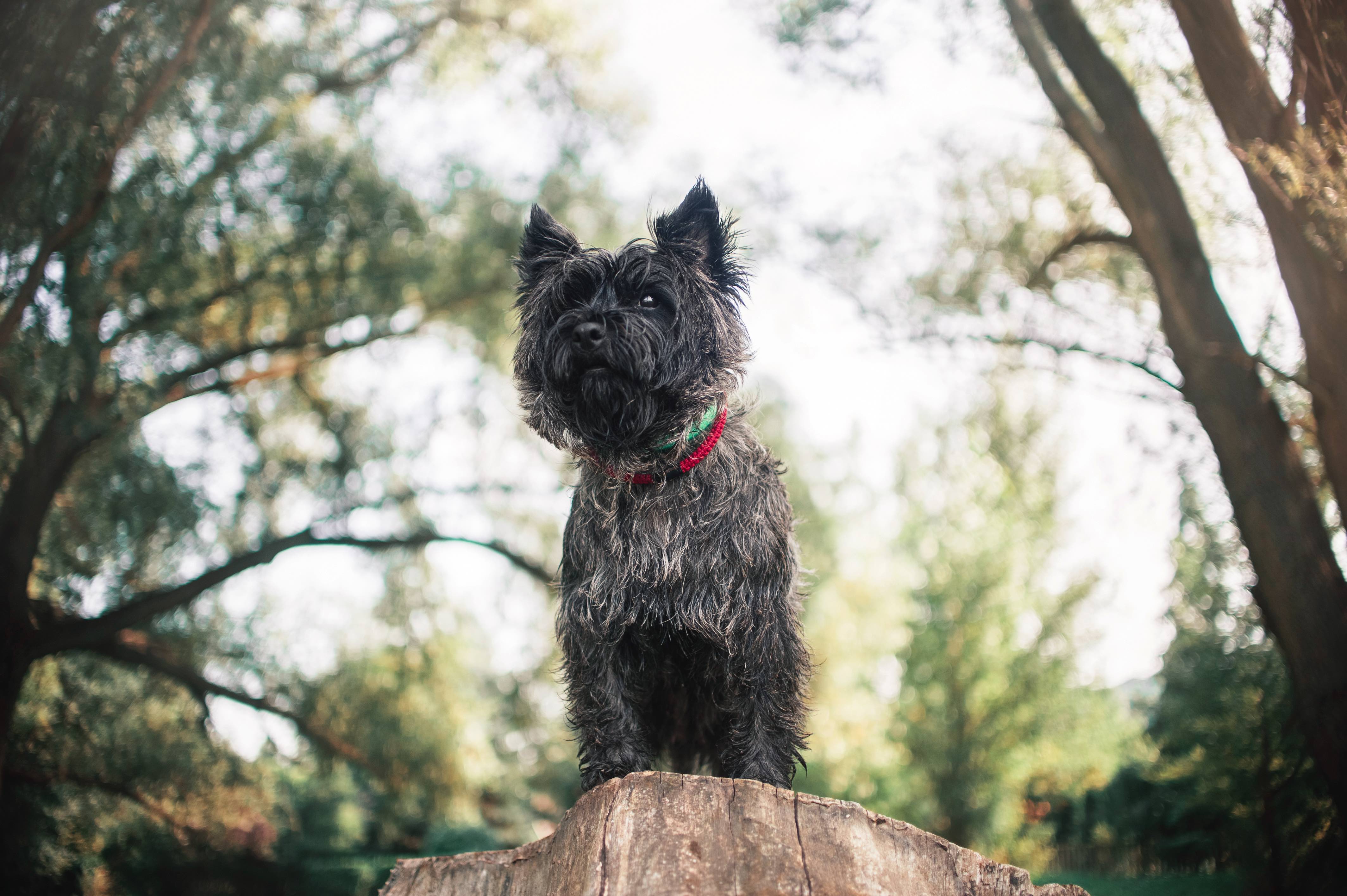 black cairn terrier dog standing on a tree stump