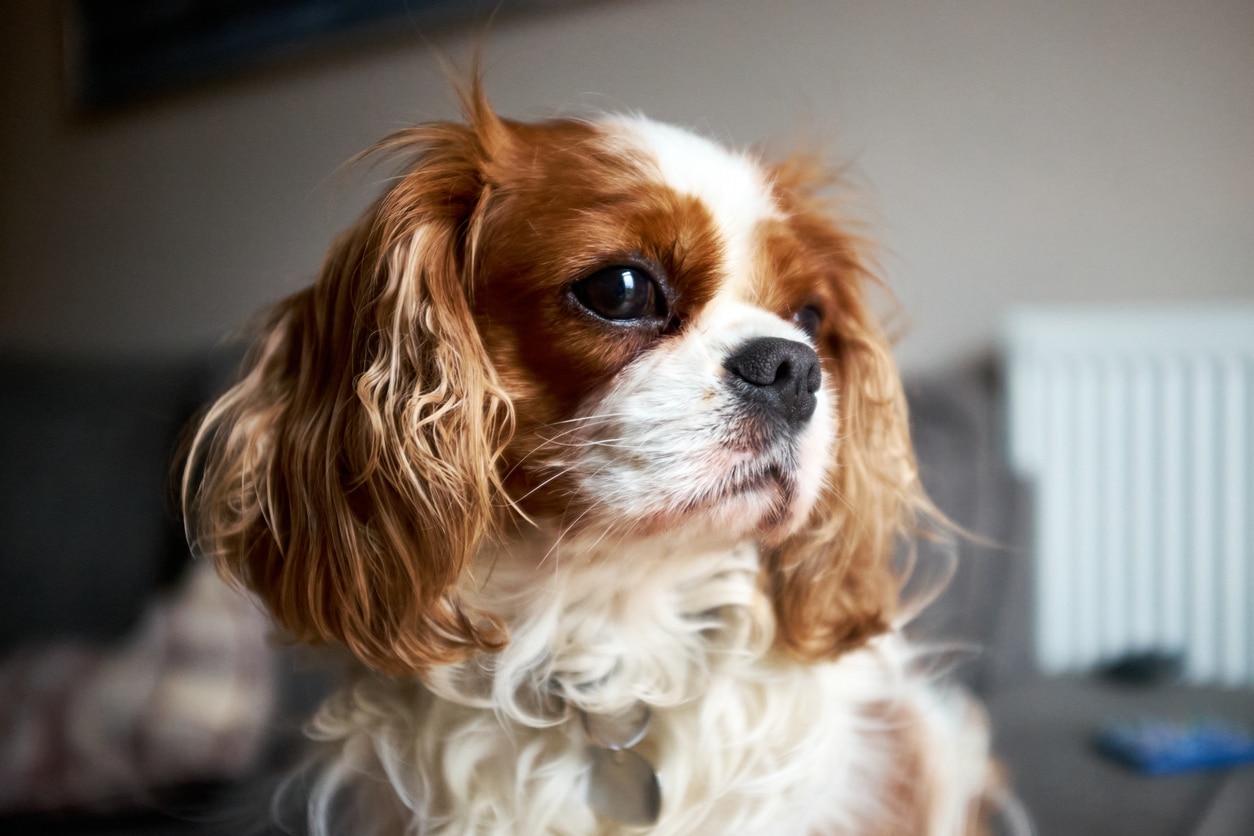 brown and white cavalier king charles spaniel face