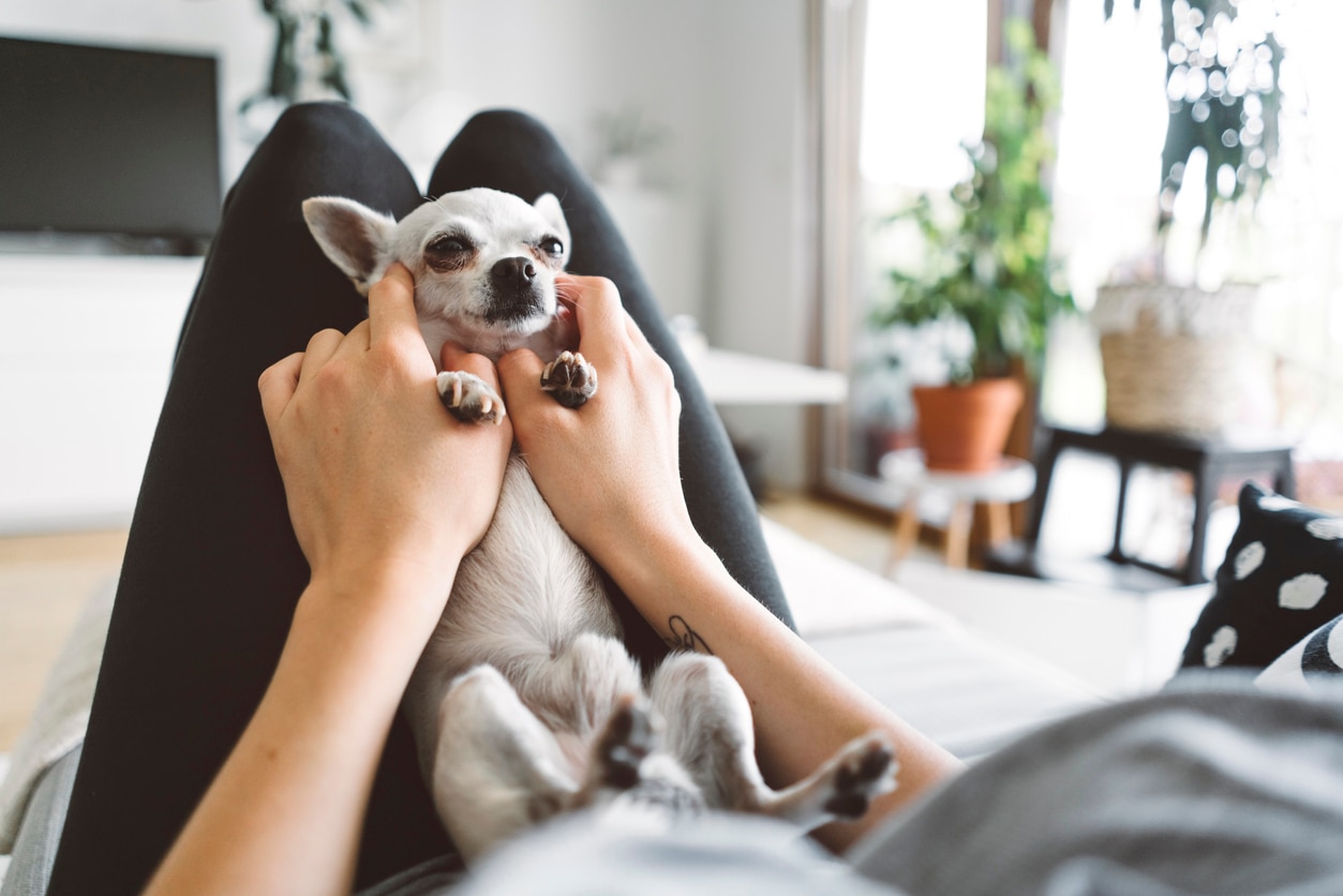 small gray chihuahua propped up on a person's legs