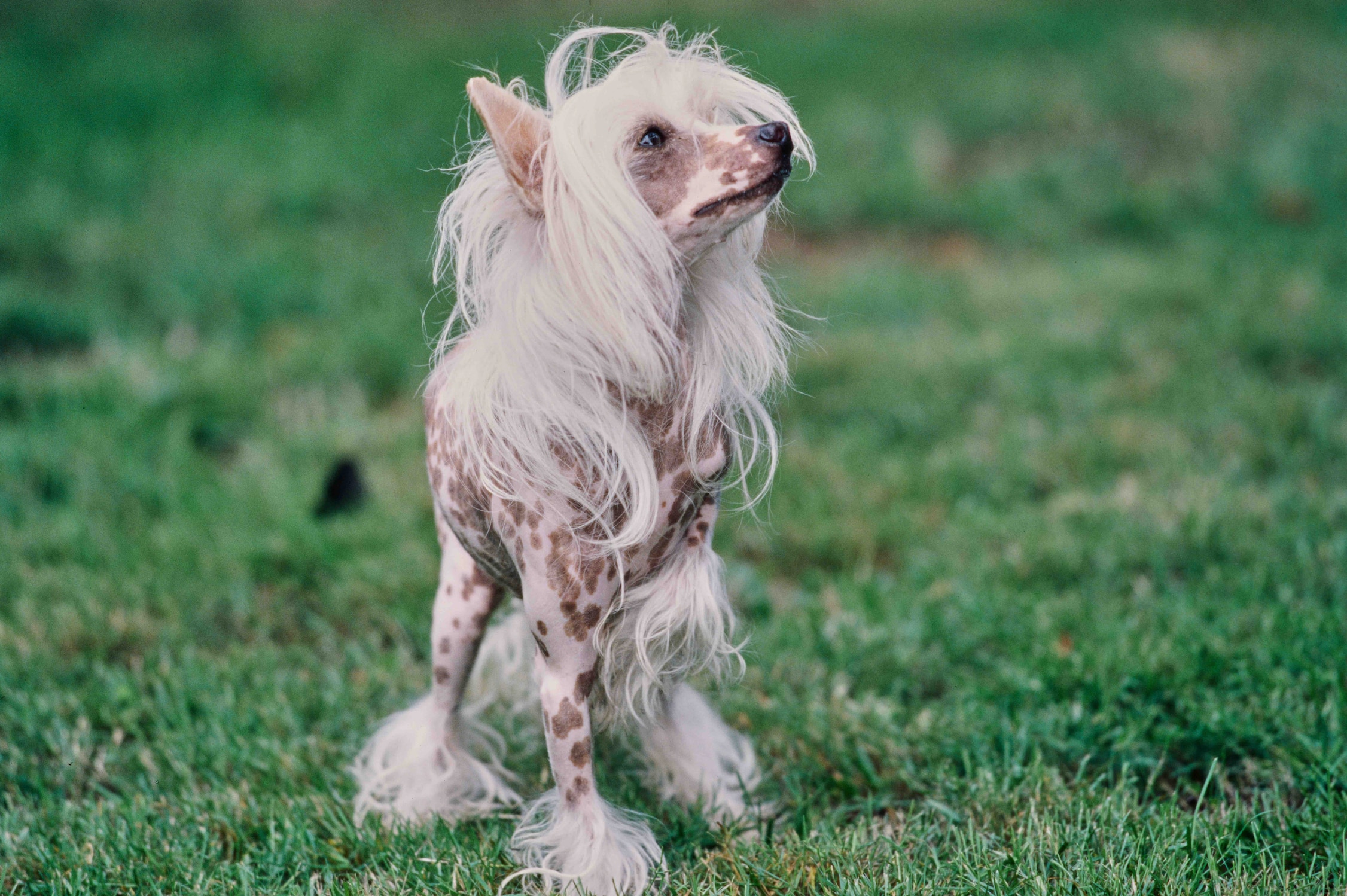 hairless chinese crested looking up