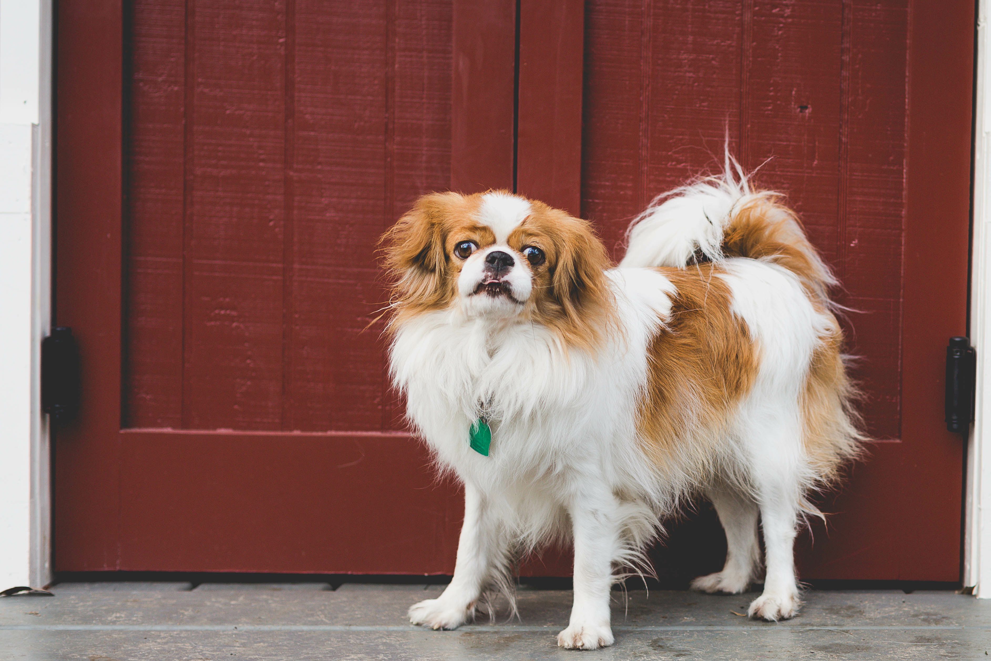 brown and white japanese chin standing in front of a red door