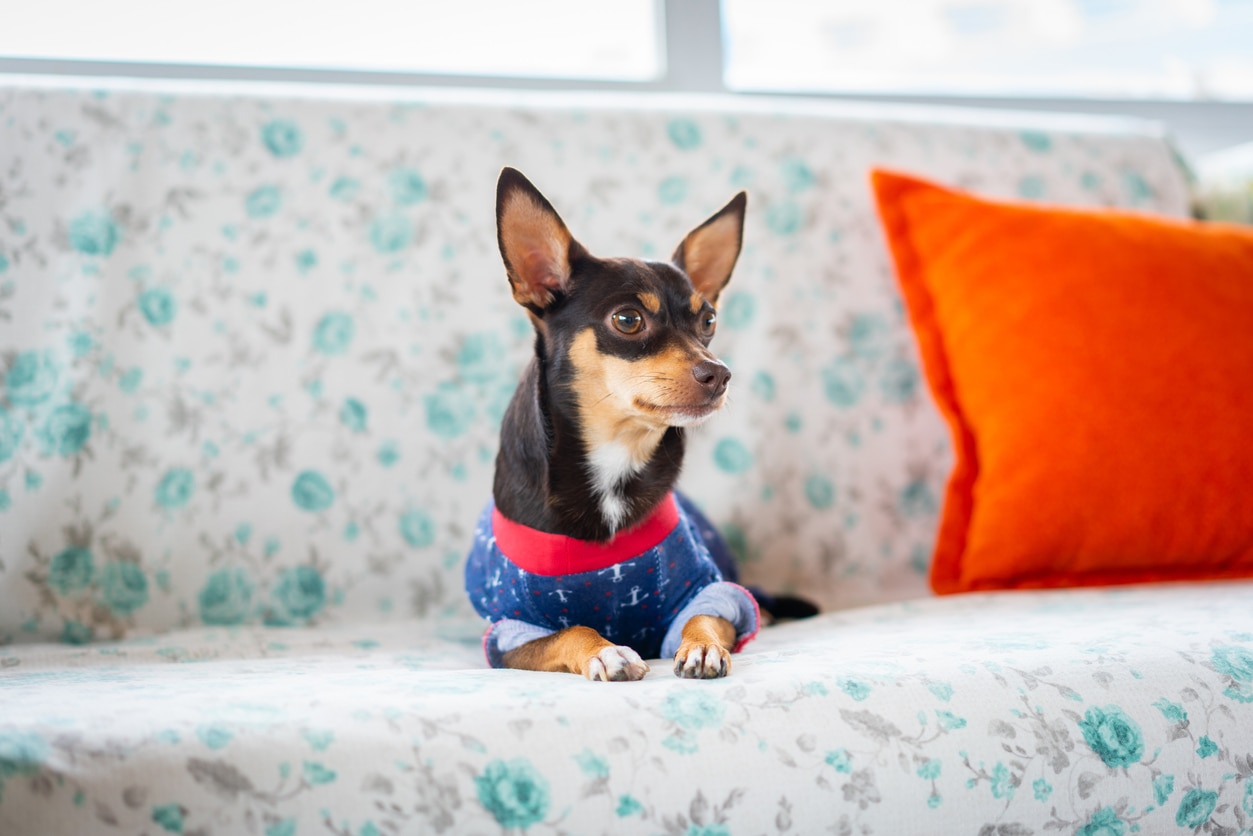 black and brown miniature pinscher wearing a denim jacket