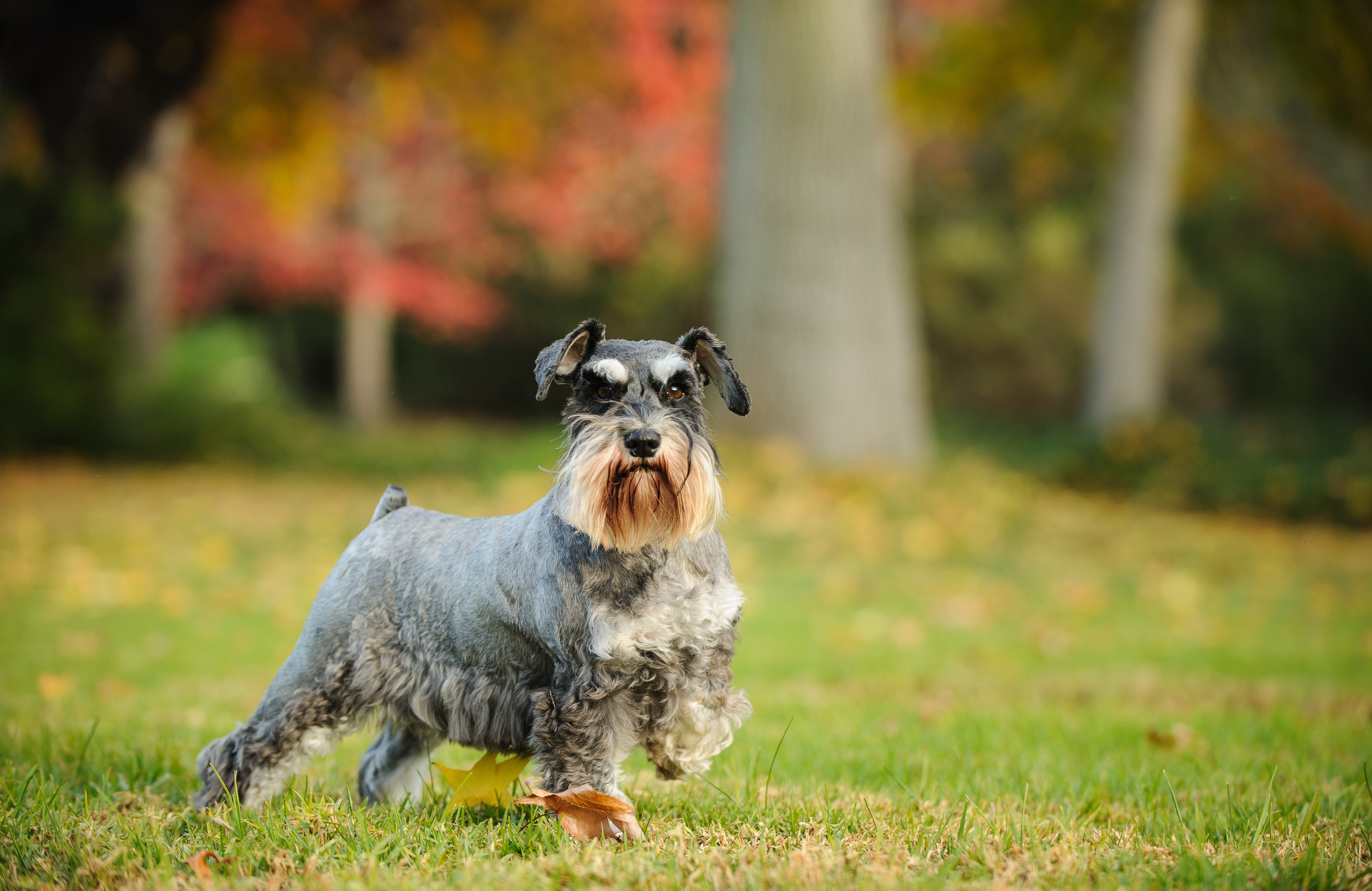 salt and pepper miniature schnauzer posing in a park