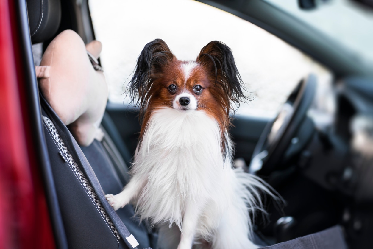 small brown and white papillon dog standing in a car seat
