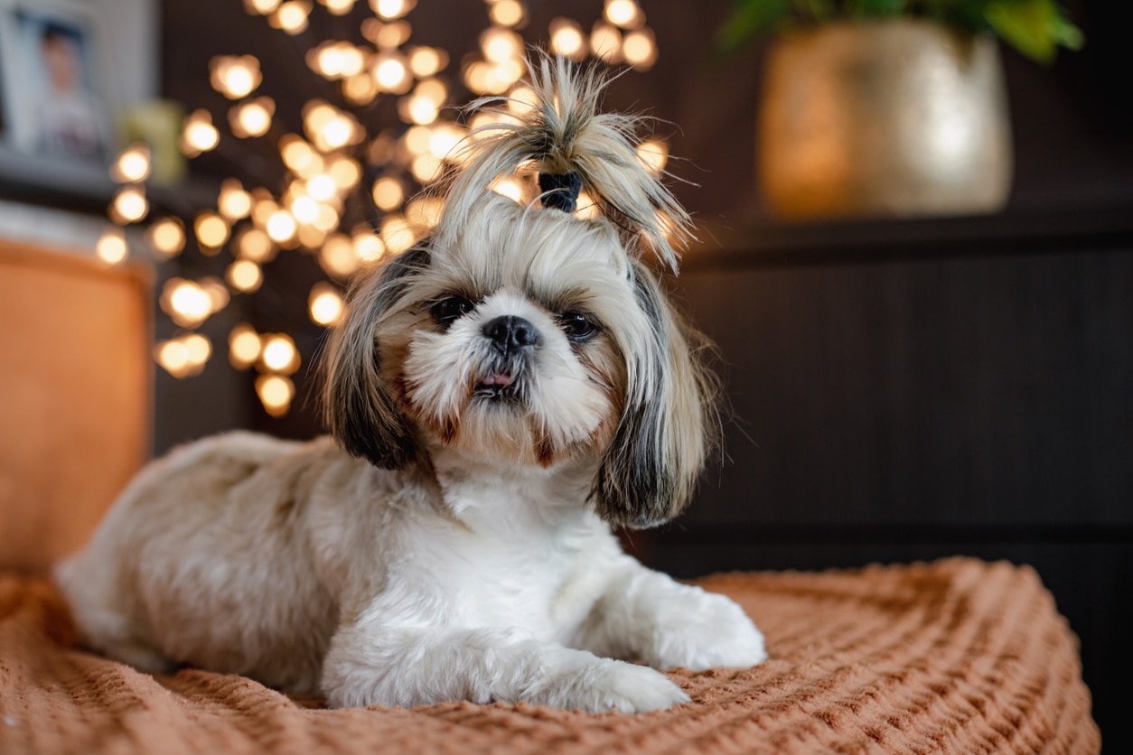 small gray and white shih tzu with hair in a scrunchie