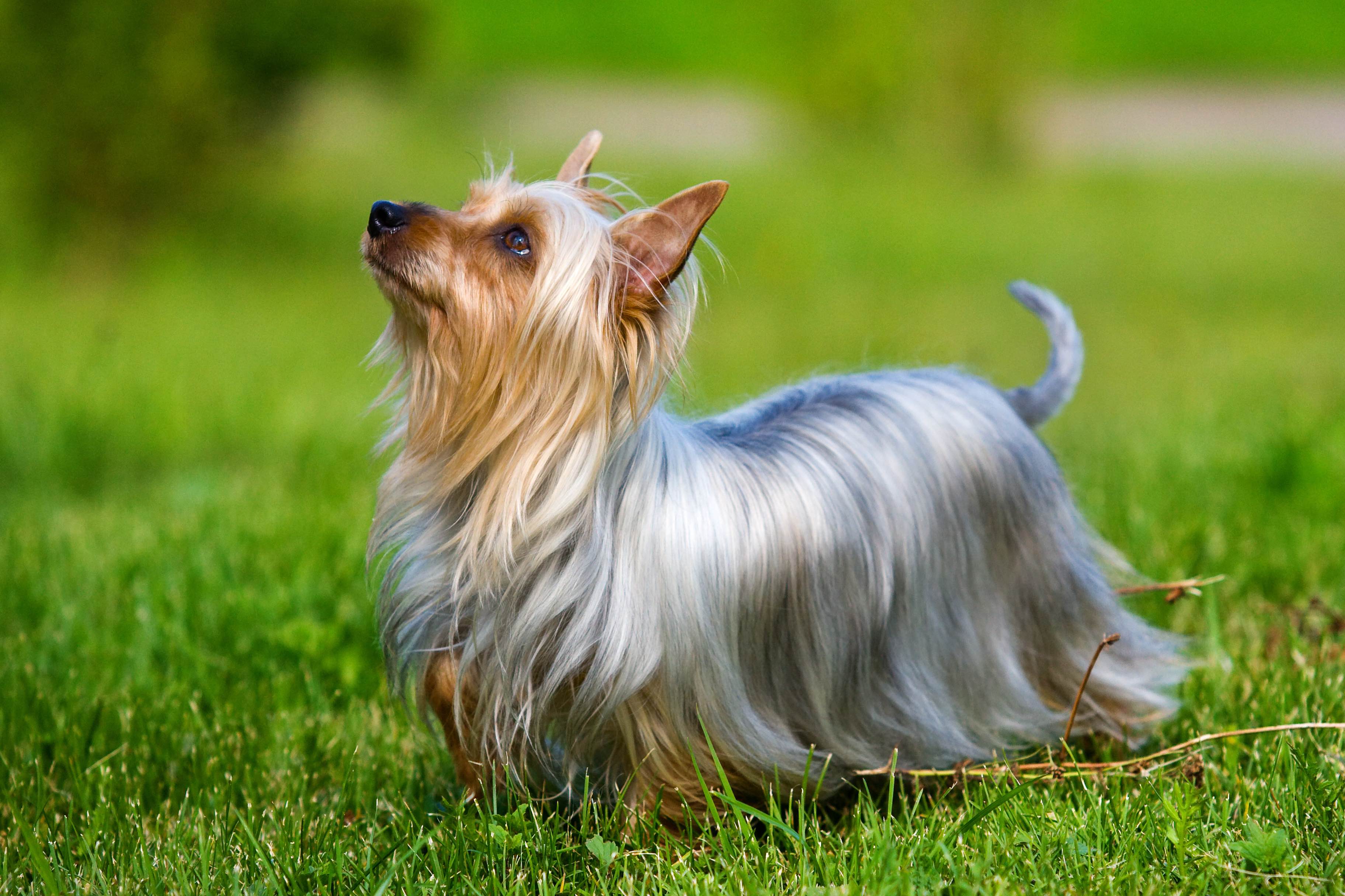 gray and tan silky terrier looking up
