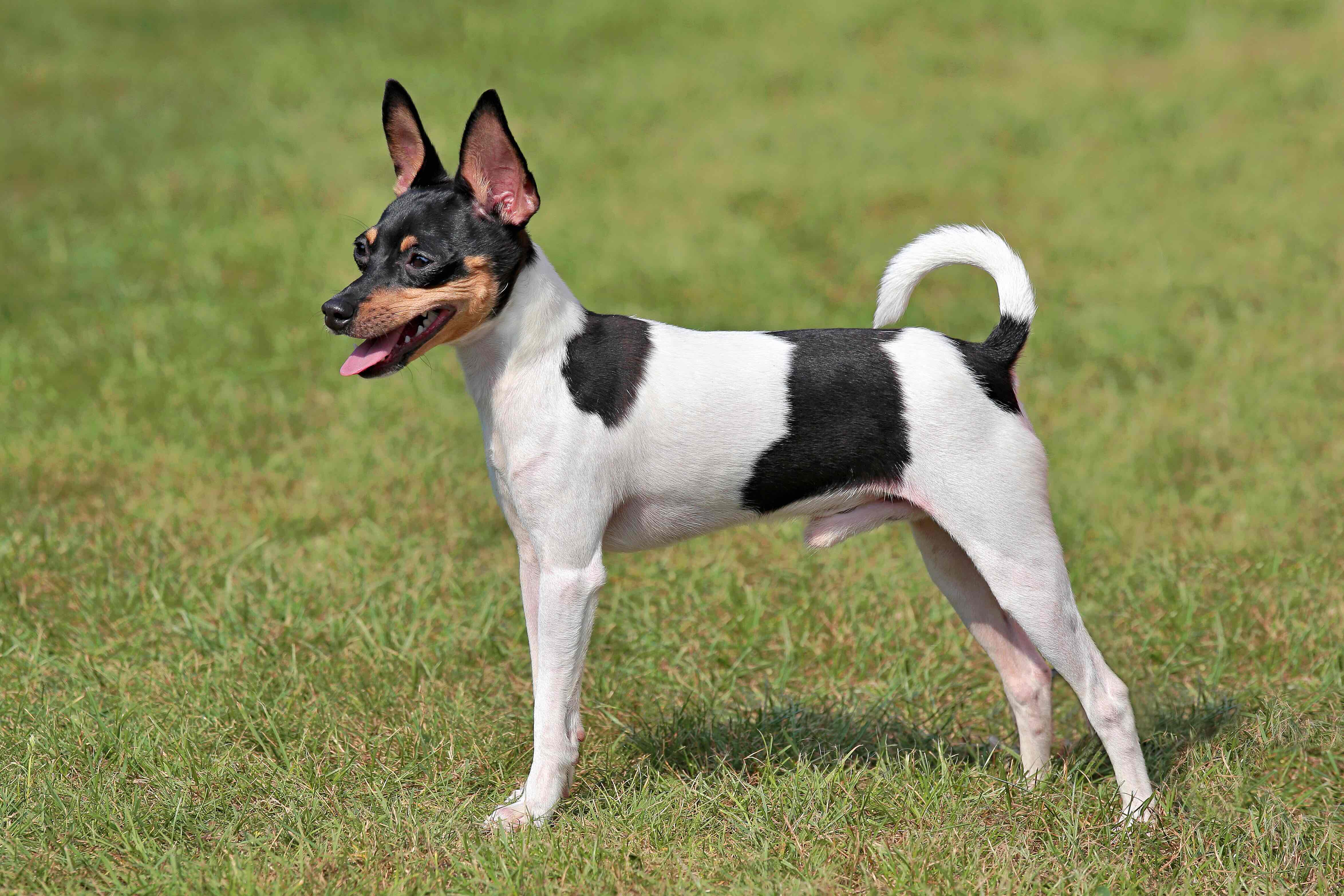 25 Small Dog Breeds PetMD