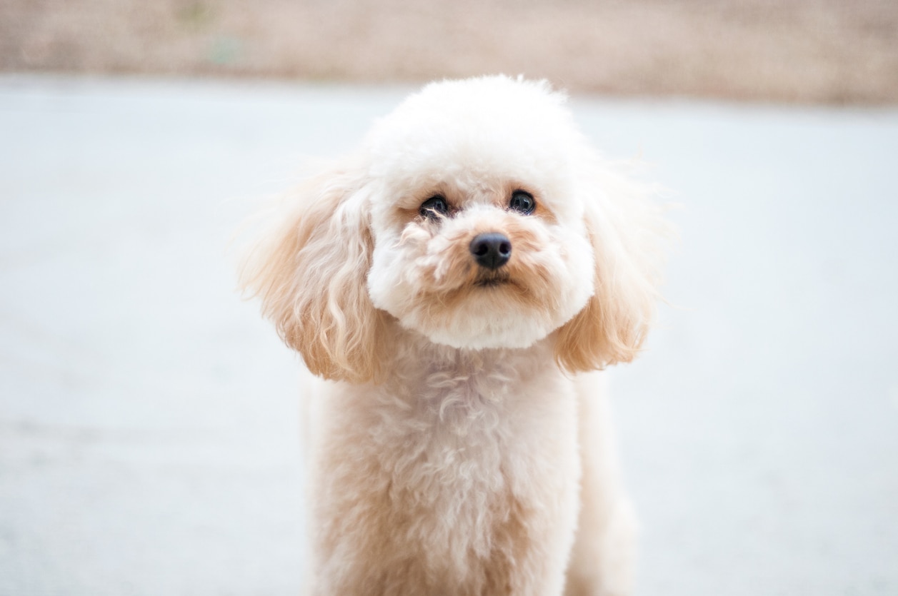 Small white clearance toy dog