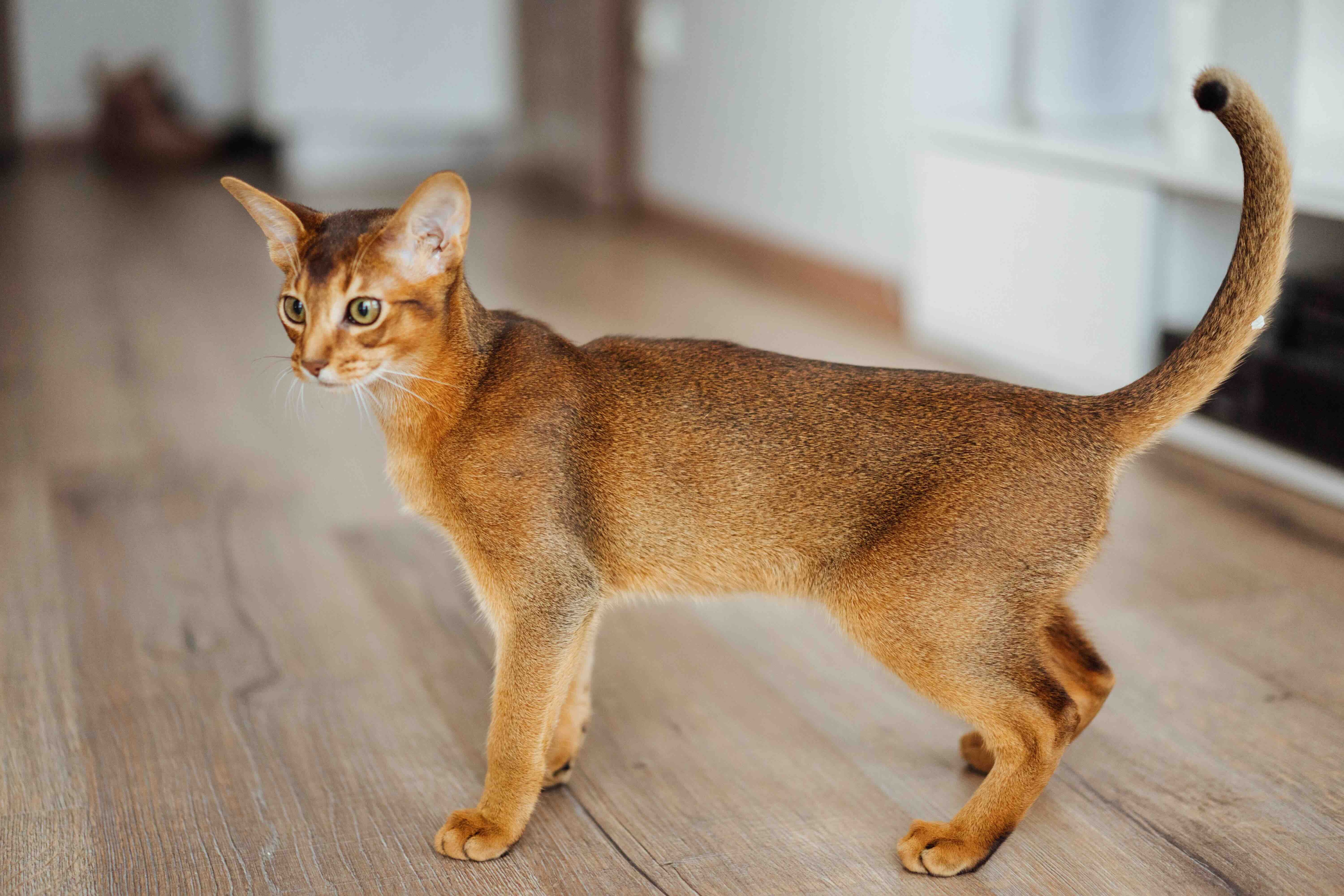 Abyssinian cat standing in a hallway