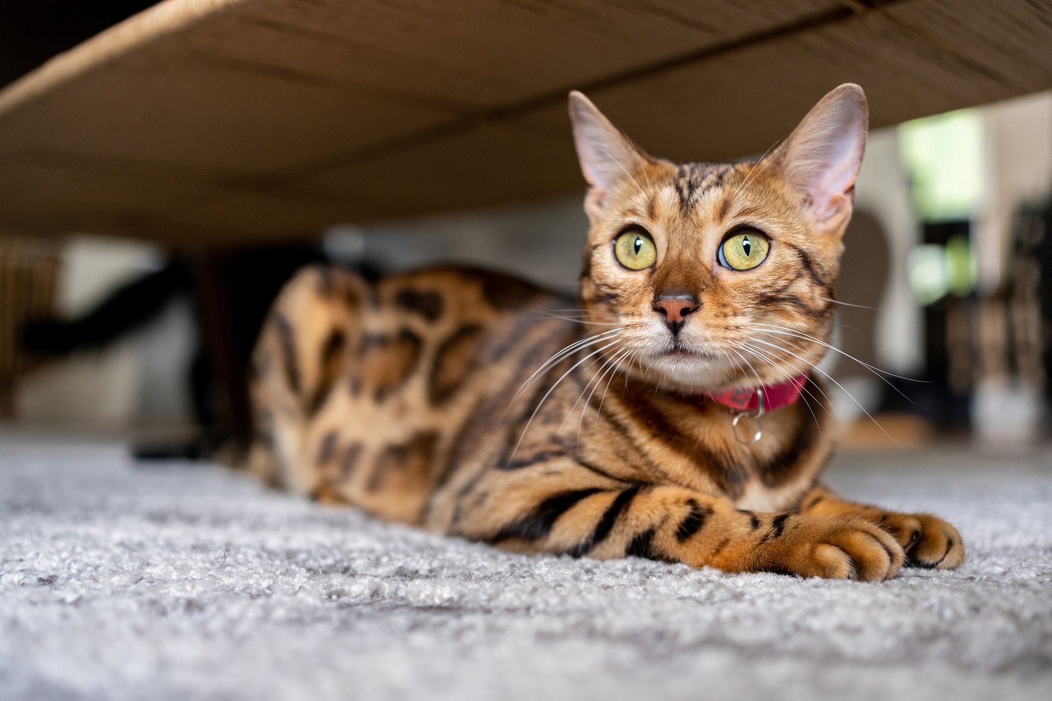 bengal cat lying on the ground wearing a red collar