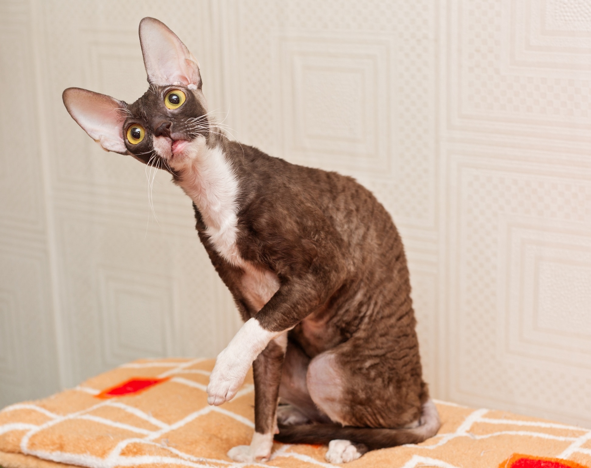 brown cornish rex cat sitting with his head tilted