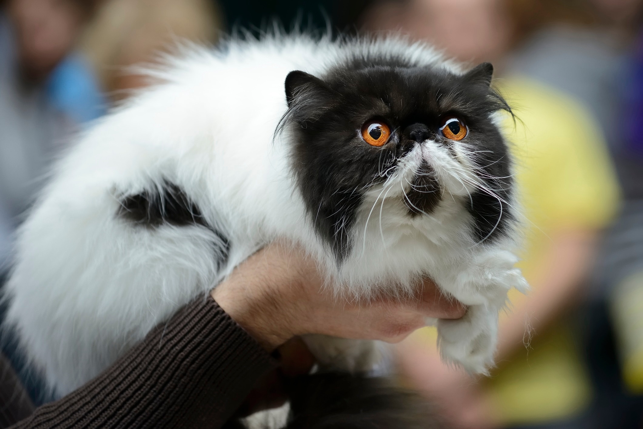 black and white persian cat being held up